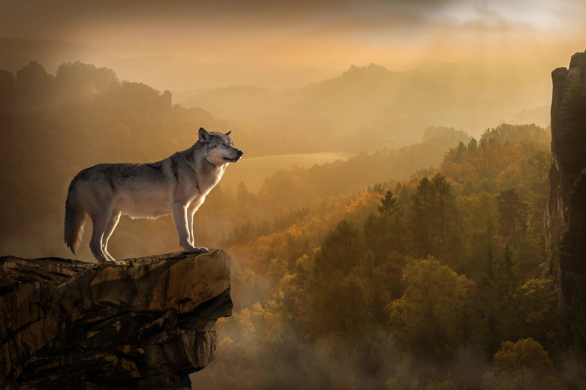 Wolf Aesthetic 桌布 壁紙 — 一頭孤狼站在霧氣籠罩的懸崖上，俯瞰著沐浴在溫暖日出光線中的金色秋林。