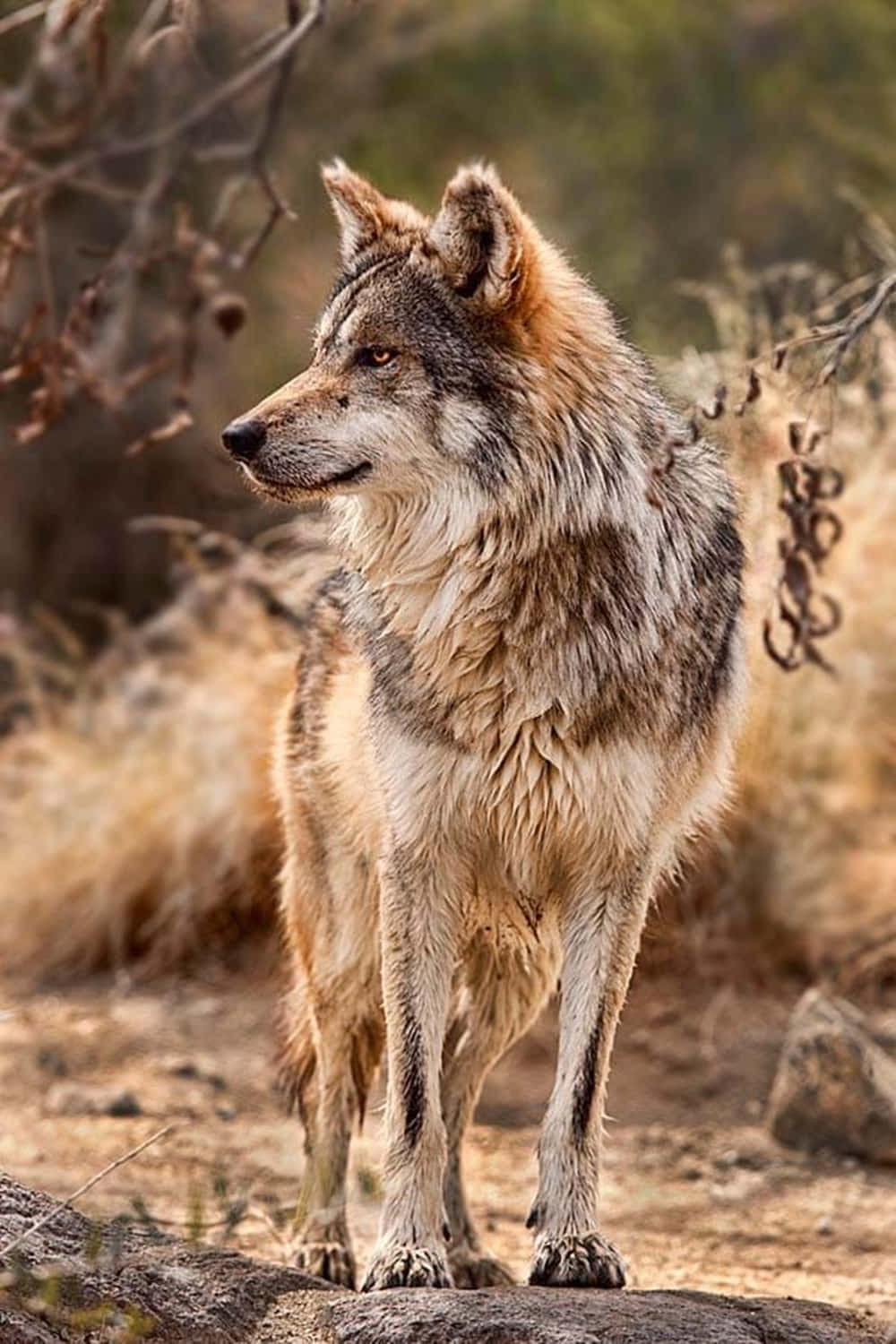 Mexican Wolf 桌布 壁紙 — 一頭孤狼警覺地站在乾旱草原的岩石露頭上，毛髮質感豐富，大地色調，背景是模糊的灌木叢。