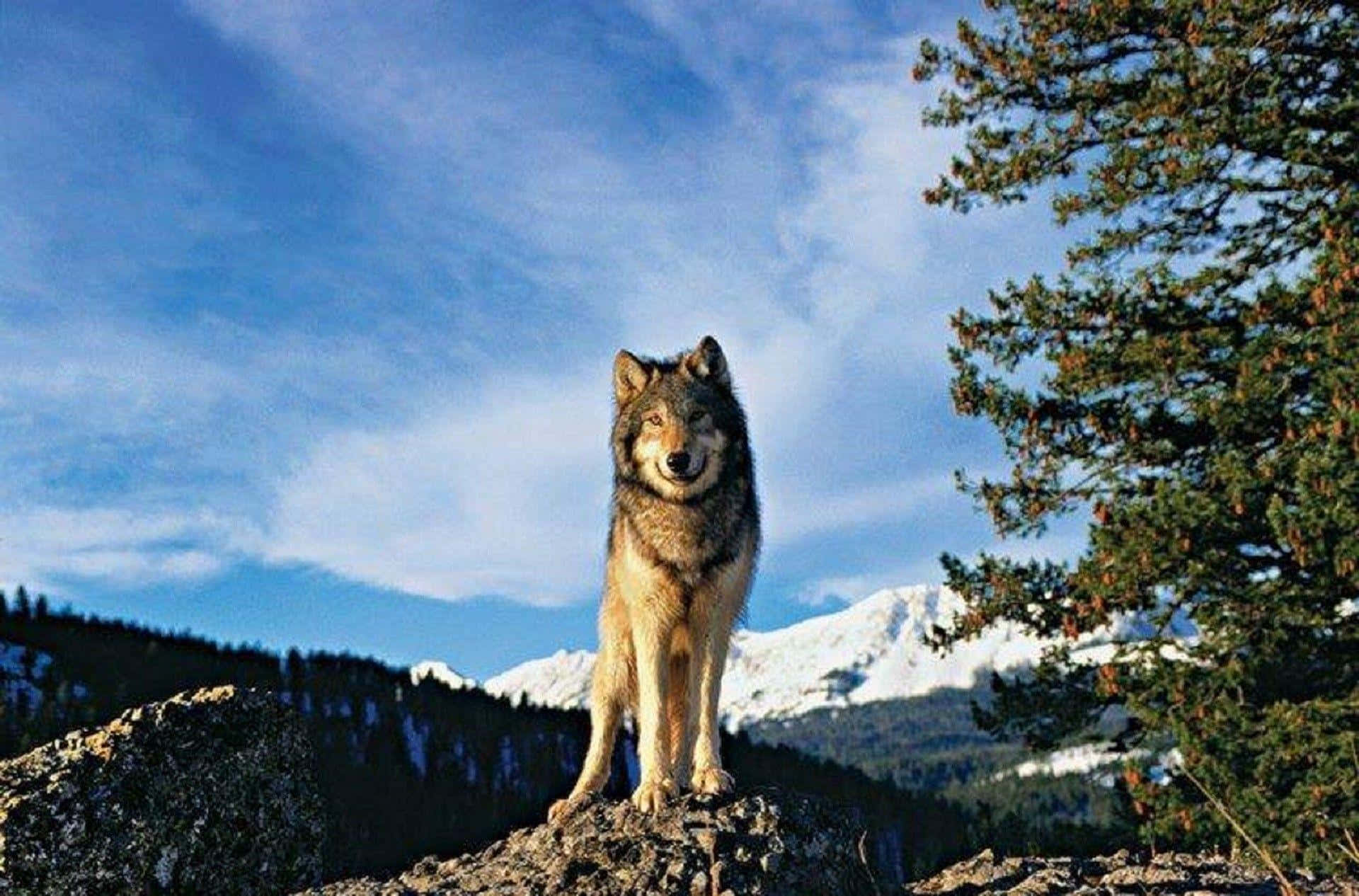 Wolf In Mountains 桌布 壁紙 — 一頭孤狼警覺地站在岩石露頭上，背景是白雪覆蓋的山脈和湛藍的天空。