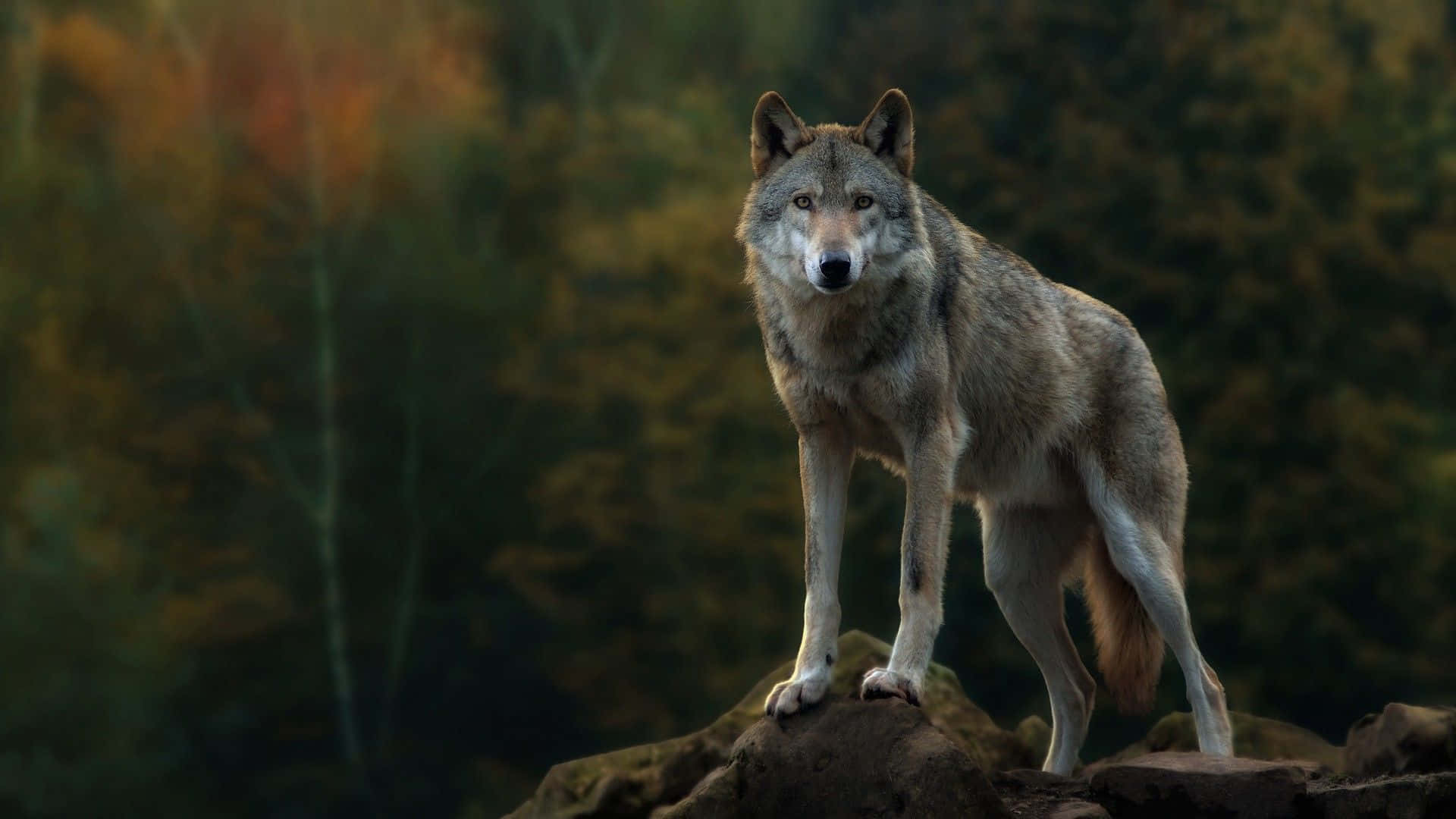 Gray Wolf 桌布 壁紙 — 一頭孤狼警覺地站在岩石露頭上，背景是模糊的秋林。