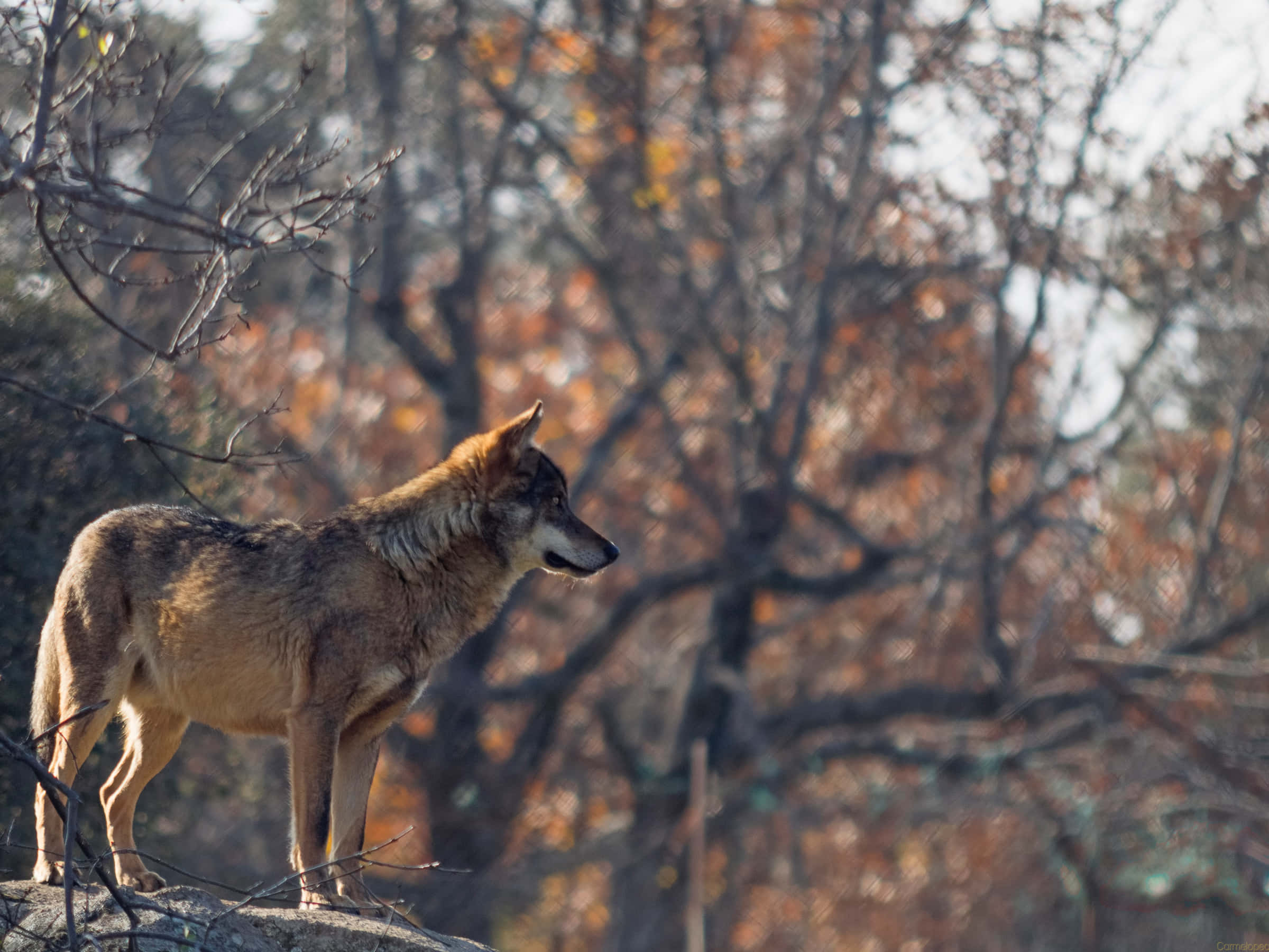 Wolf In Autumn 桌布 壁紙 — 一頭孤狼警覺地站在岩石露頭上，背景是金黃色和棕色葉子的秋樹。