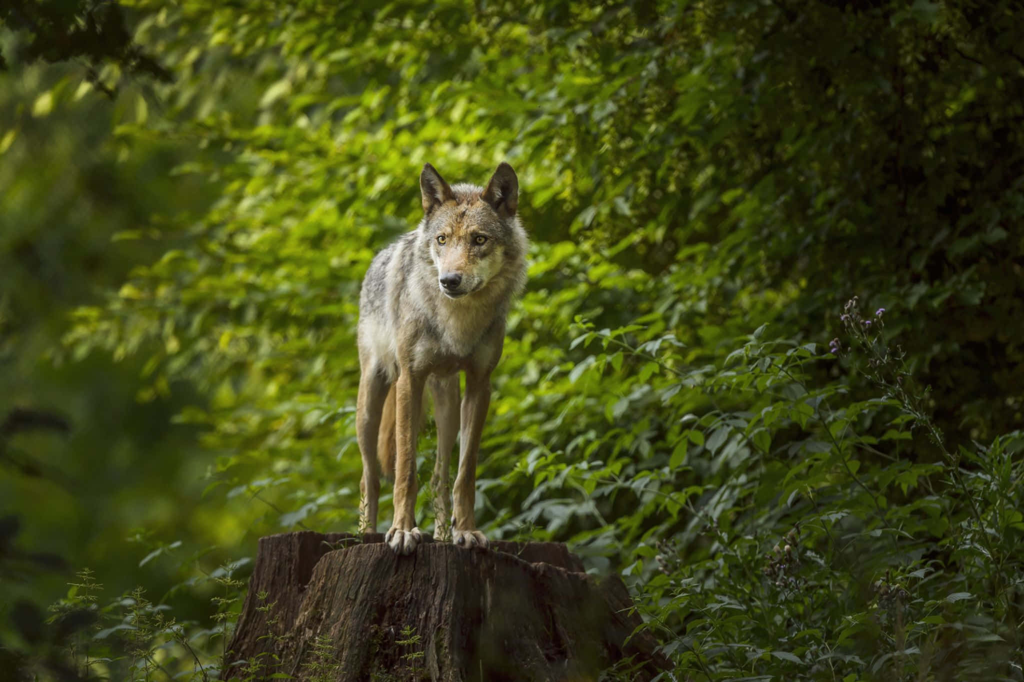 Wolf In Forest 桌布 壁紙 — 一頭孤狼警覺地站在長滿苔蘚的樹樁上，周圍是茂密的綠色森林，光線柔和。