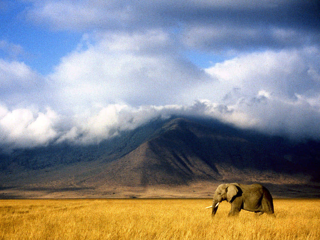 African Wildlife 桌布 壁紙 — 一頭孤獨的大象在戲劇性的多雲天空下，穿過金色的草原，遠處有一座山。