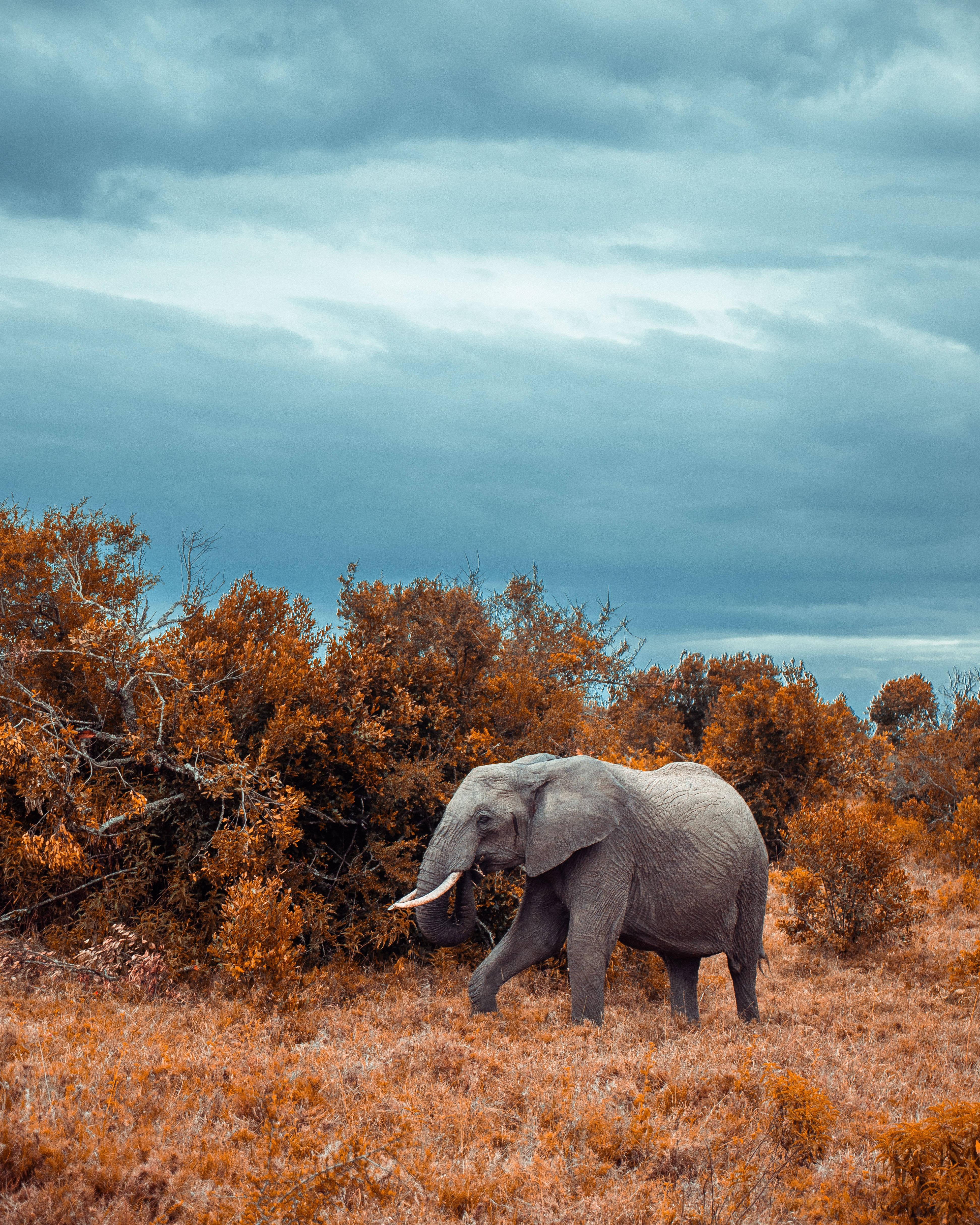 Elephant iPhone 桌布 壁紙 — 一頭孤獨的大象在陰沉多雲的天空下走過金棕色的稀樹草原草叢。