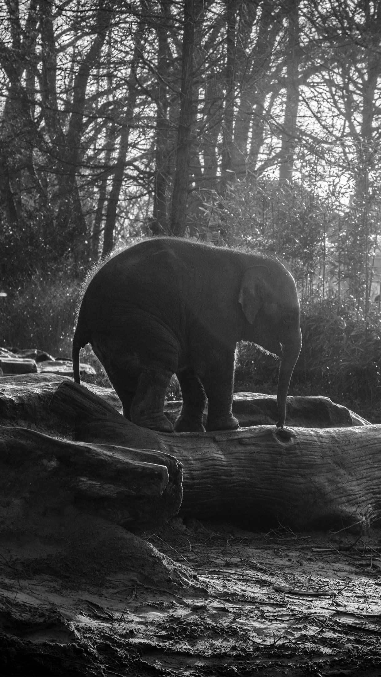 Cute Elephant 桌布 壁紙 — 一頭孤獨的大象站在一根倒下的圓木上，身處單色森林中，樹木光禿，帶有柔和背光。