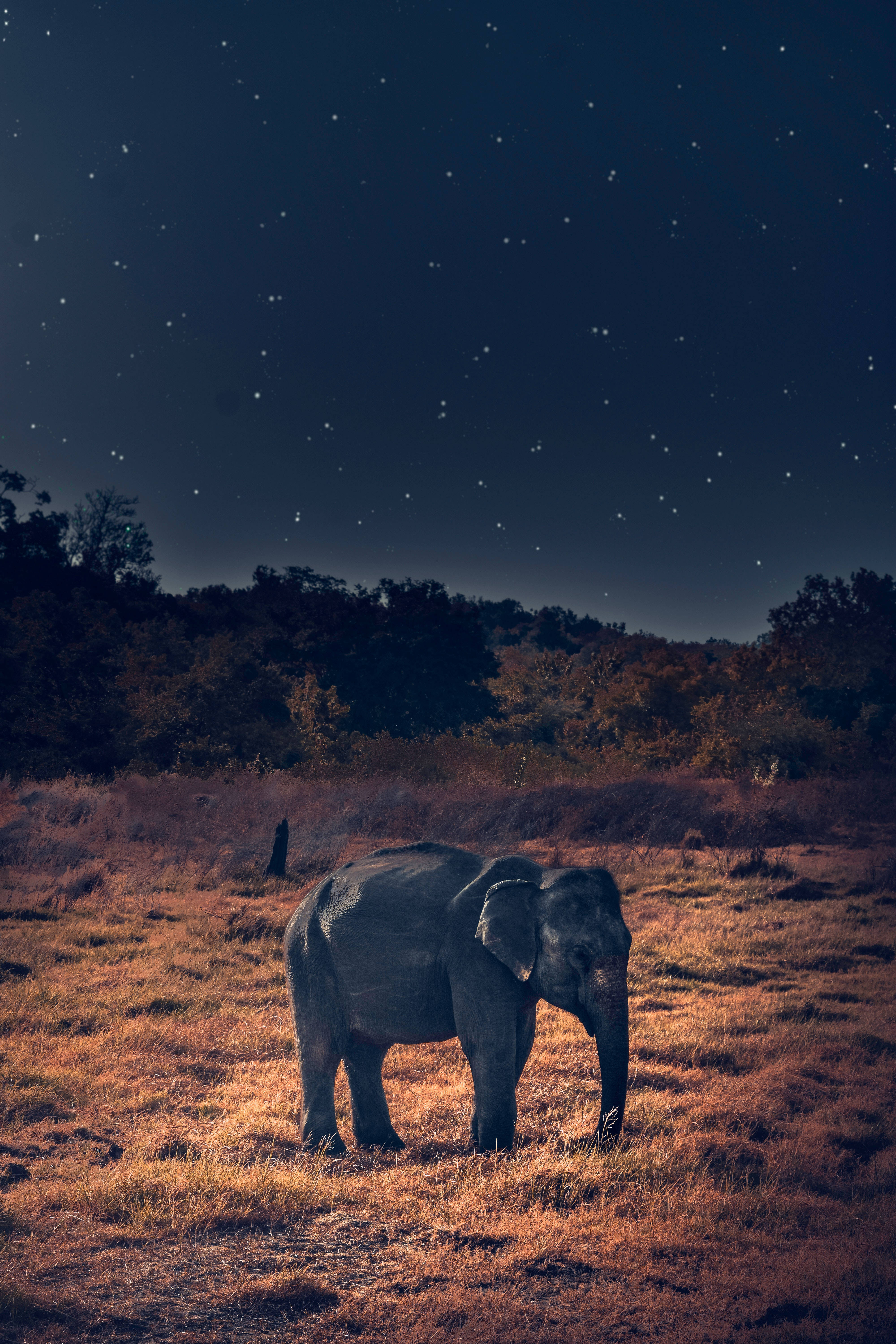 Elephant iPhone 桌布 壁紙 — 一頭孤獨的大象站在金色草地上，背景是黑暗樹木和滿天星斗的夜空。