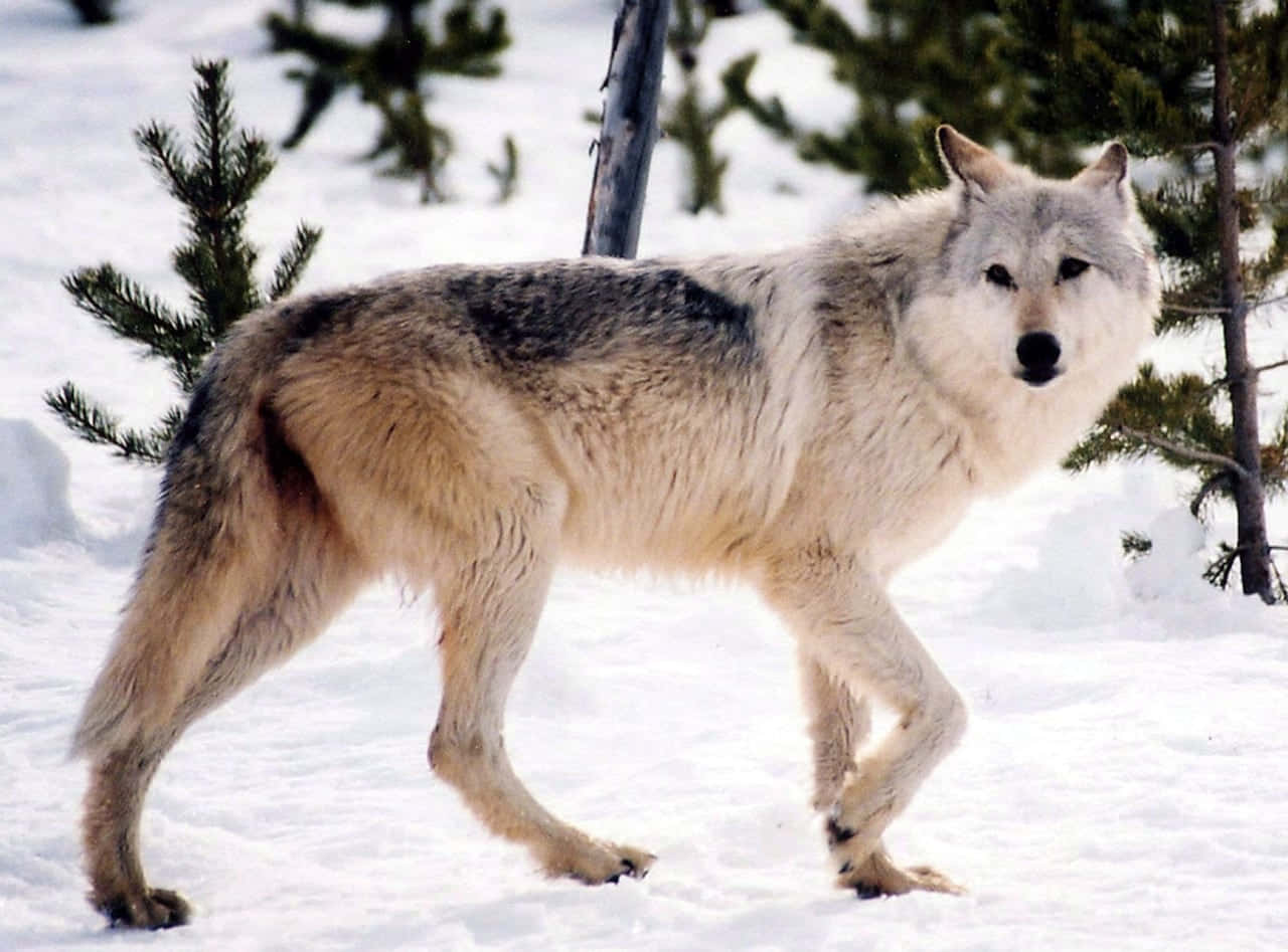 Wolf In Snow 桌布 壁紙 — 一頭孤獨的灰狼在冬季森林的常綠樹旁穿過深雪。