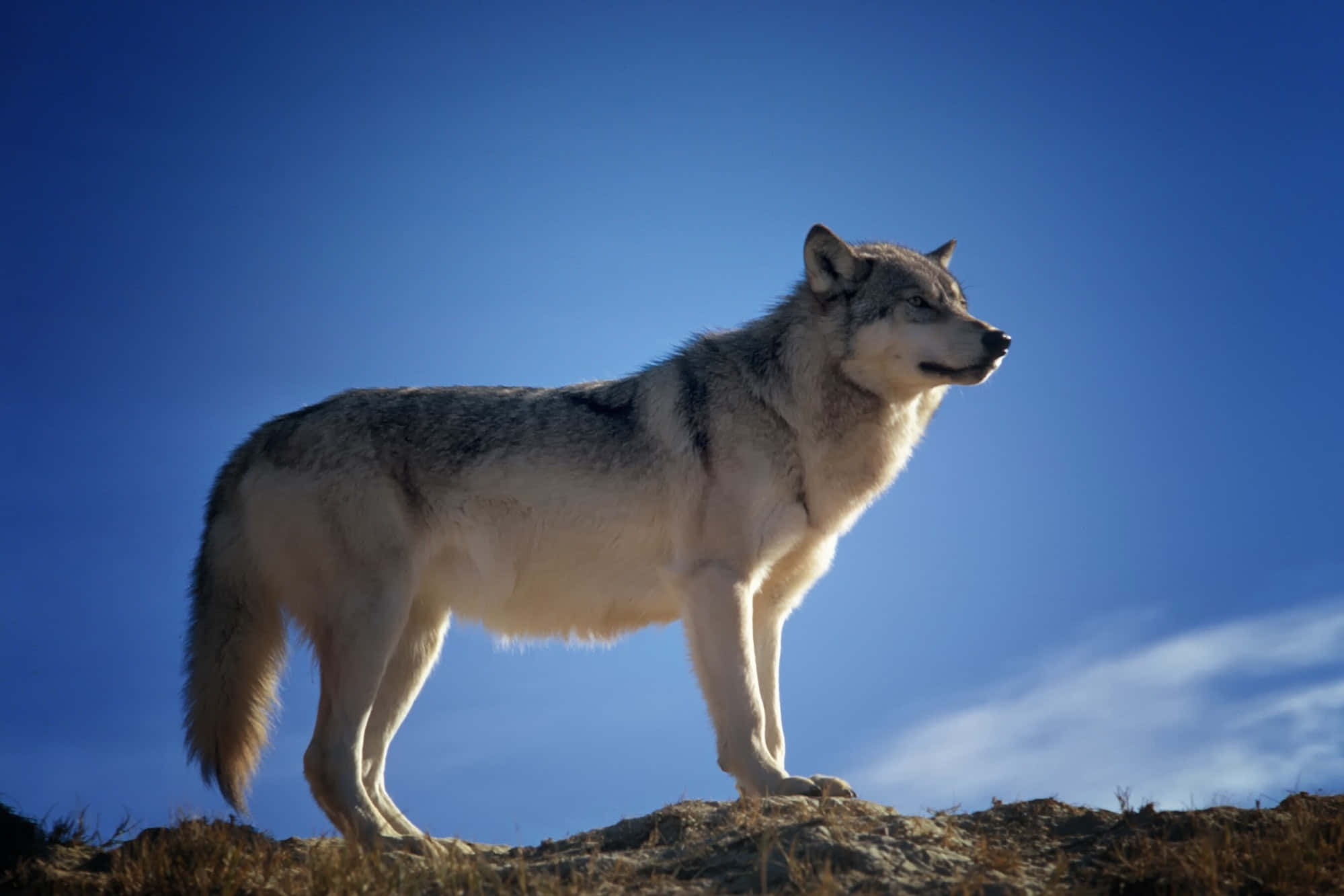 husky 桌布 壁紙 — 一頭孤獨的灰狼在岩石山脊上警覺地站立，背景是廣闊清澈的藍天，伴有縷縷薄雲。