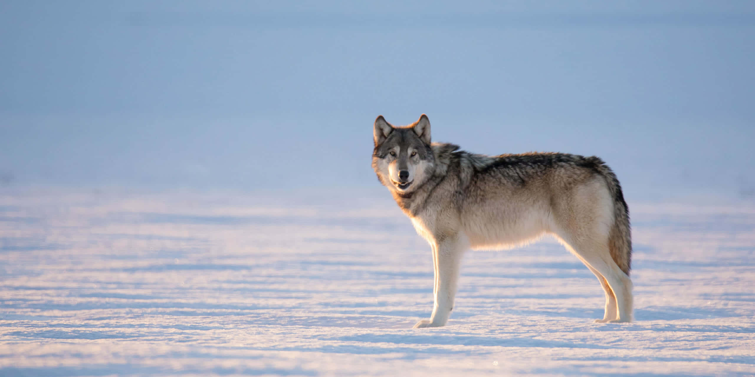 Wolf In Winter 桌布 壁紙 — 一頭孤獨的灰狼在柔和晨光下，警覺地站在廣闊的雪地中。