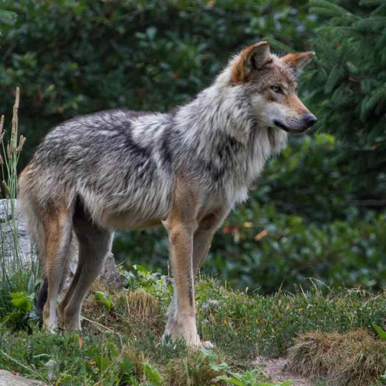 Mexican Wolf 桌布 壁紙 — 一頭孤獨的灰狼在茂密的綠色森林空地中警覺地站立，柔和自然光線灑落。
