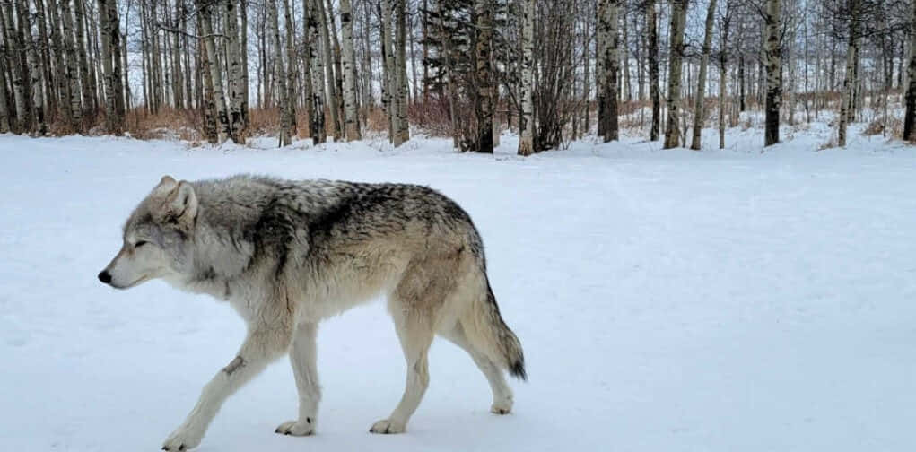 wolfdog 桌布 壁紙 — 一頭孤獨的灰狼在蒼白的冬日天空下，穿過一片有光禿白樺樹的雪地森林。