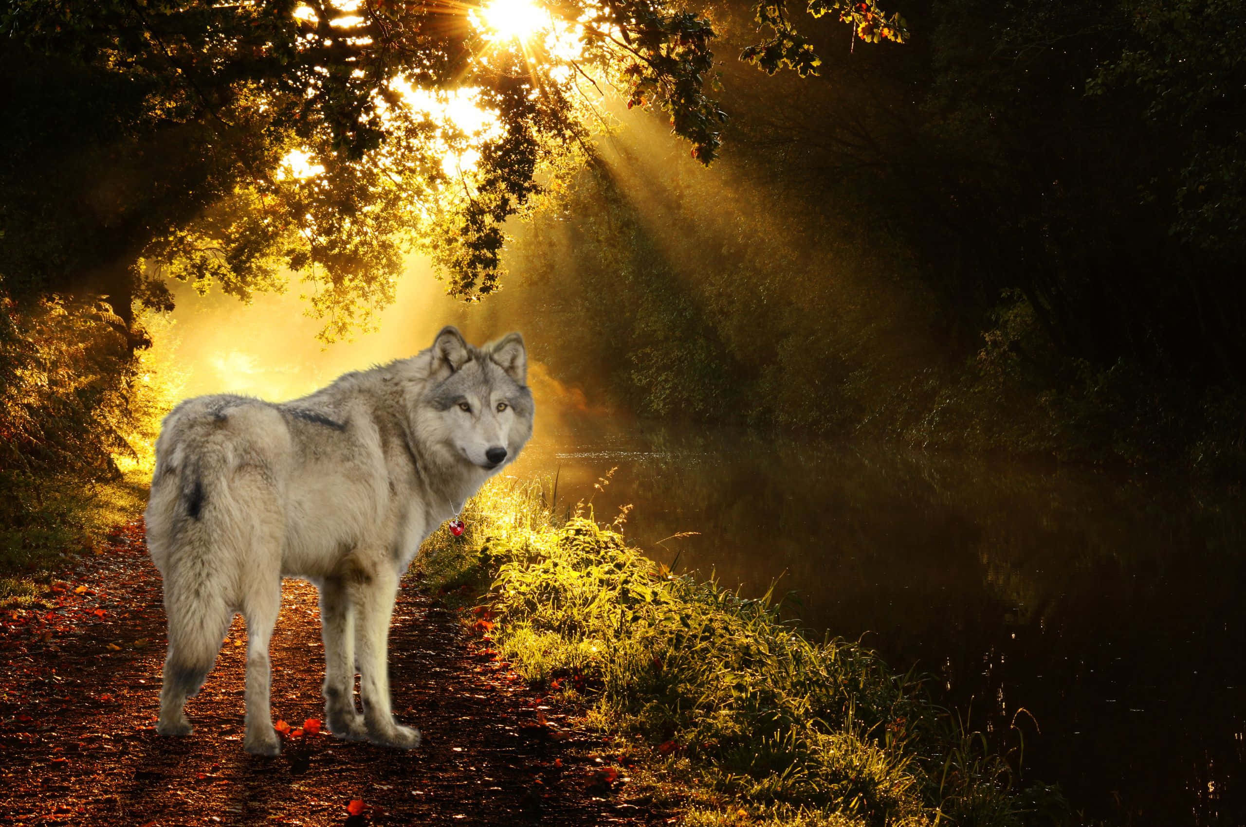 Wolf In Autumn 桌布 壁紙 — 一頭孤獨的灰狼站在森林小徑上，金色的陽光穿過樹木，照亮了秋葉和薄霧。