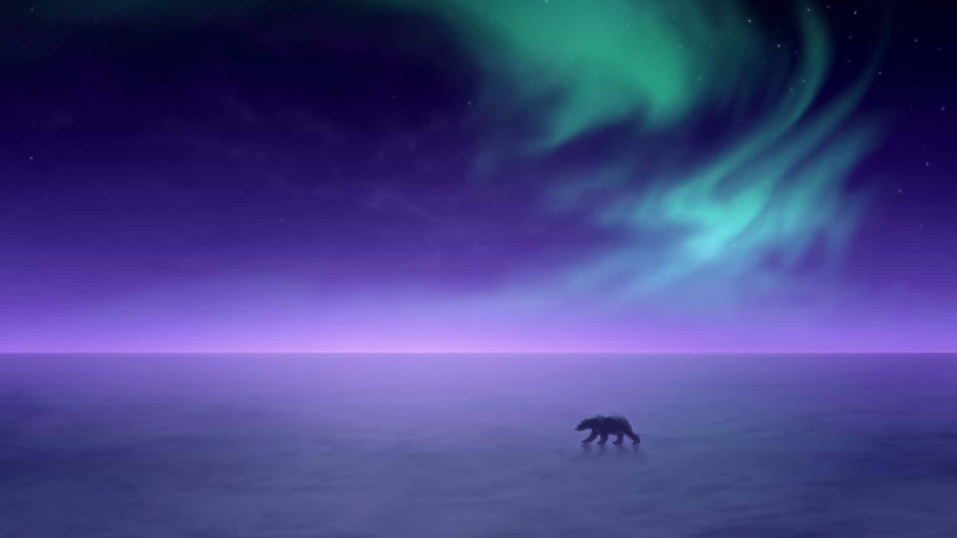 North Pole 桌布 壁紙 — 一頭孤獨的熊在冰水中行走，頭上是舞動在星空夜空中的鮮綠色和紫色極光。