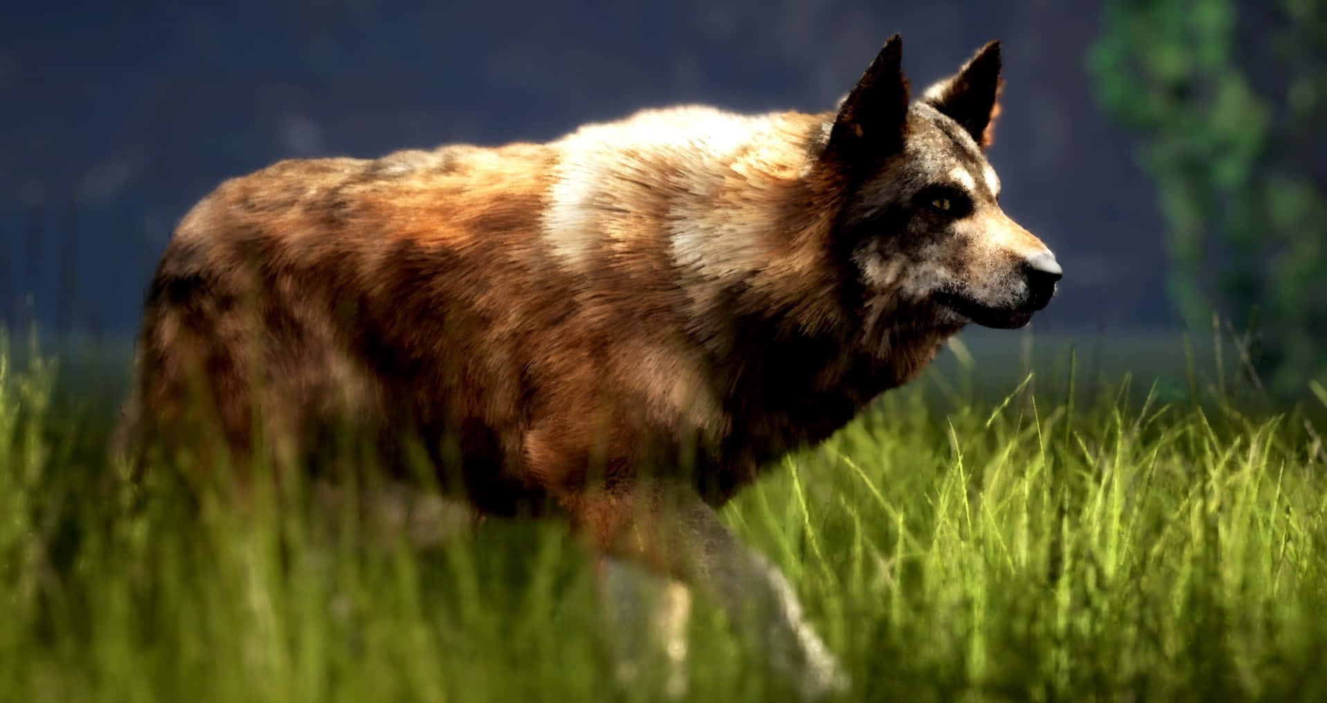 Wolf Attack 桌布 壁紙 — 一頭孤獨的狼，毛色棕白相間，在柔和的日光下穿過高高的綠草。
