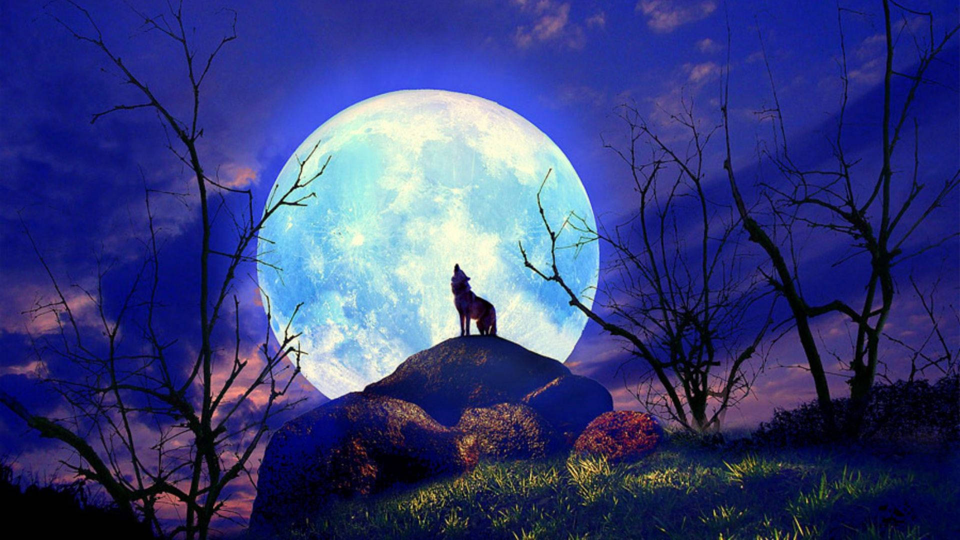 夜空 桌布 壁紙 — 一頭孤獨的狼在岩石山丘上嚎叫，背景是巨大的發光藍月，周圍是光禿禿的樹木。