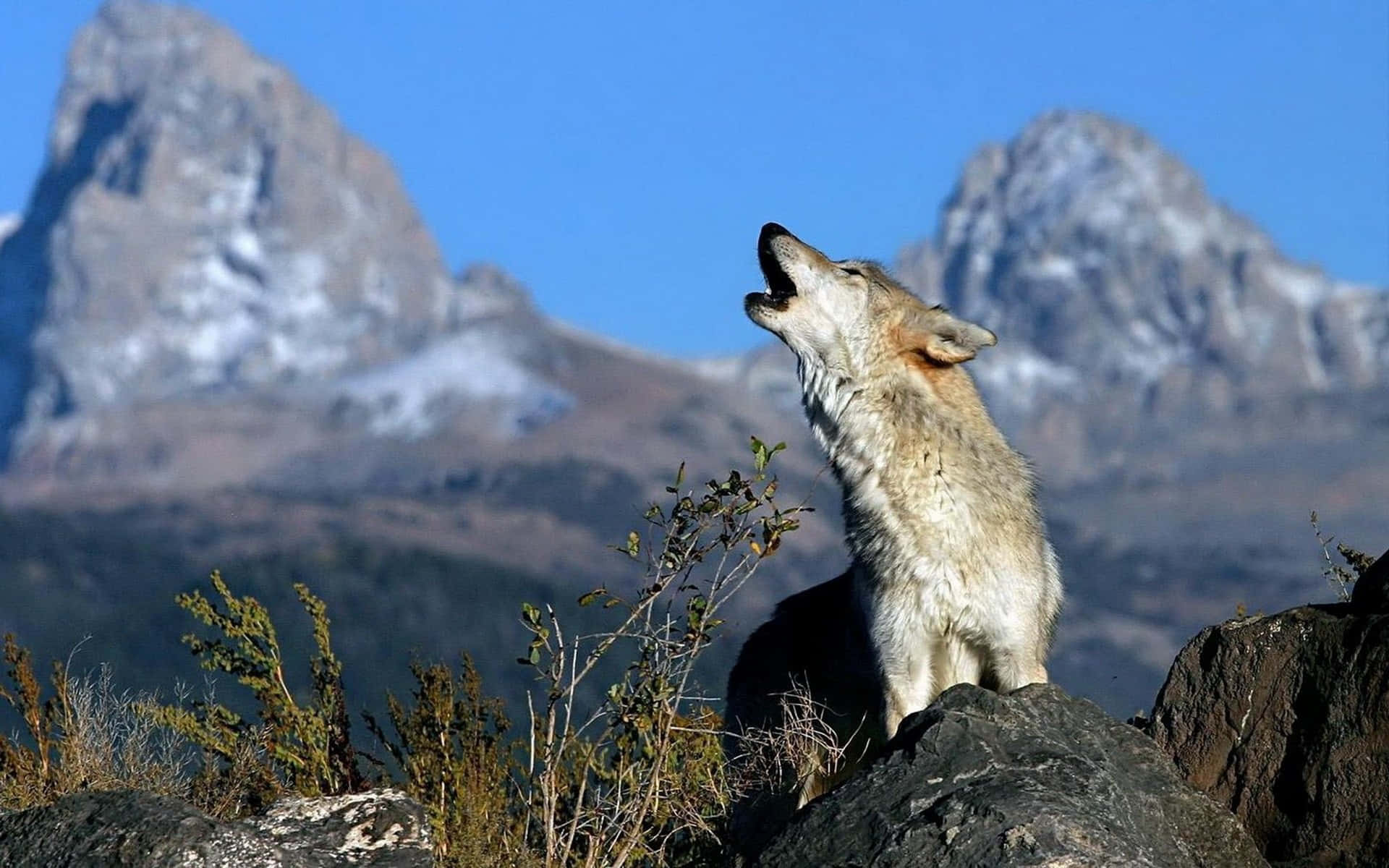 Howling Wolf 桌布 壁紙 — 一頭孤獨的狼在岩石露頭上向上嚎叫，背景是白雪覆蓋的山脈，天空清澈湛藍。