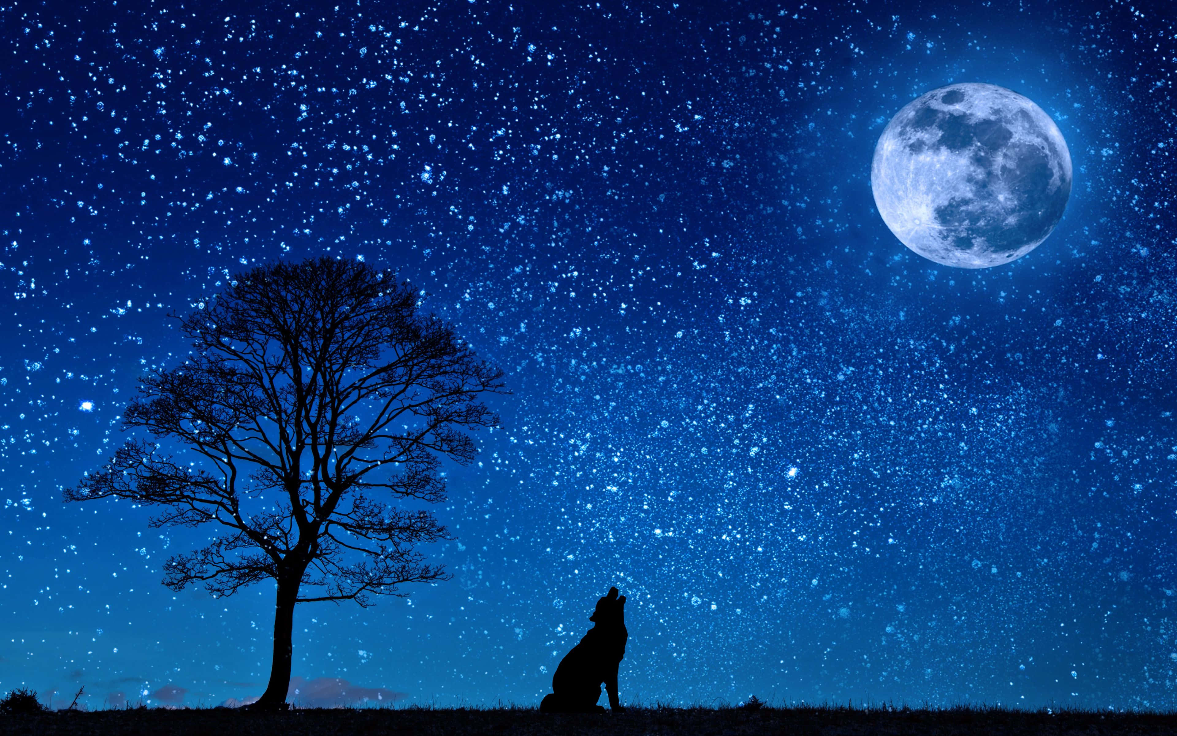 狼 桌布 壁紙 — 一頭孤獨的狼在明亮的滿月下，對著星空夜空和光禿樹影嚎叫。