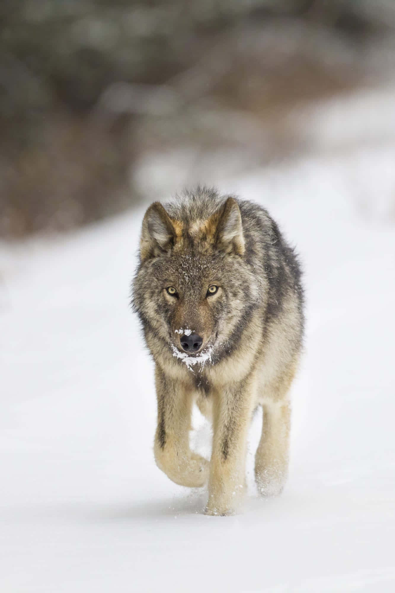 Wolf Photography 桌布 壁紙 — 一頭孤獨的狼在深雪中向前邁進，擁有強烈的金色眼睛，口鼻部結霜。