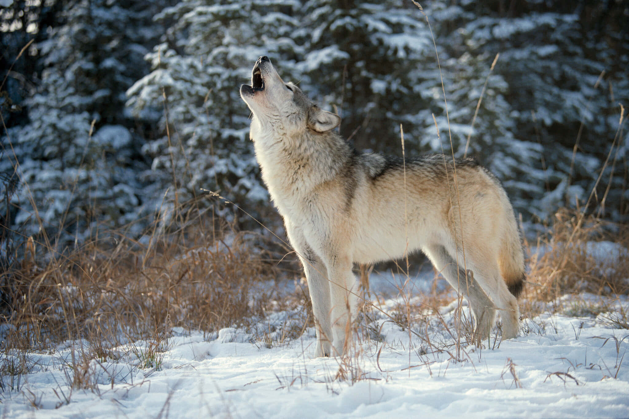 Wolf Photography 桌布 壁紙 — 一頭孤獨的狼在陽光照耀的松樹和乾草覆蓋的雪地森林中向上嚎叫。