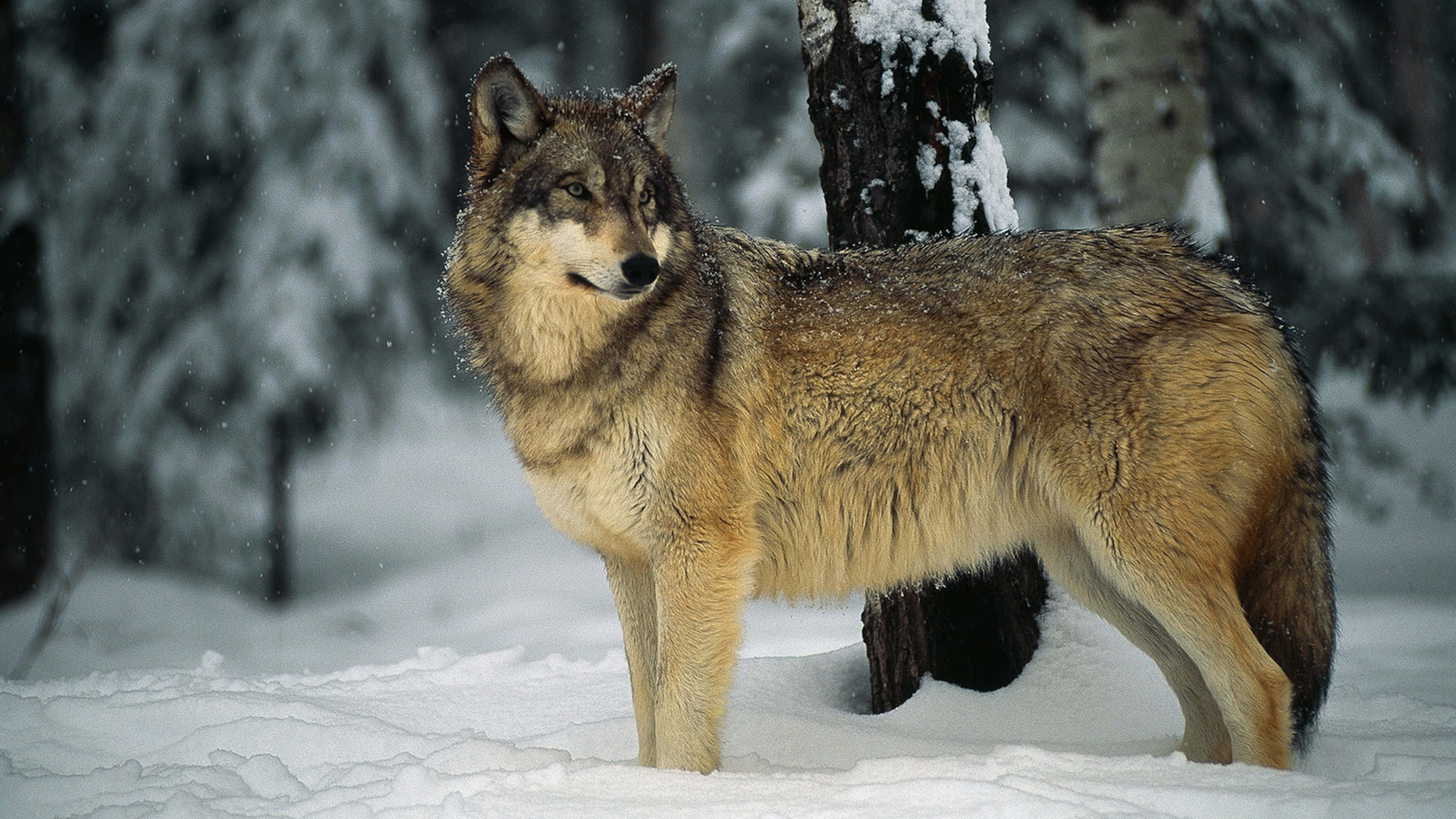Wolf In Snow 桌布 壁紙 — 一頭孤獨的狼在雪地森林中警覺地站立，雪花在牠周圍飄落。