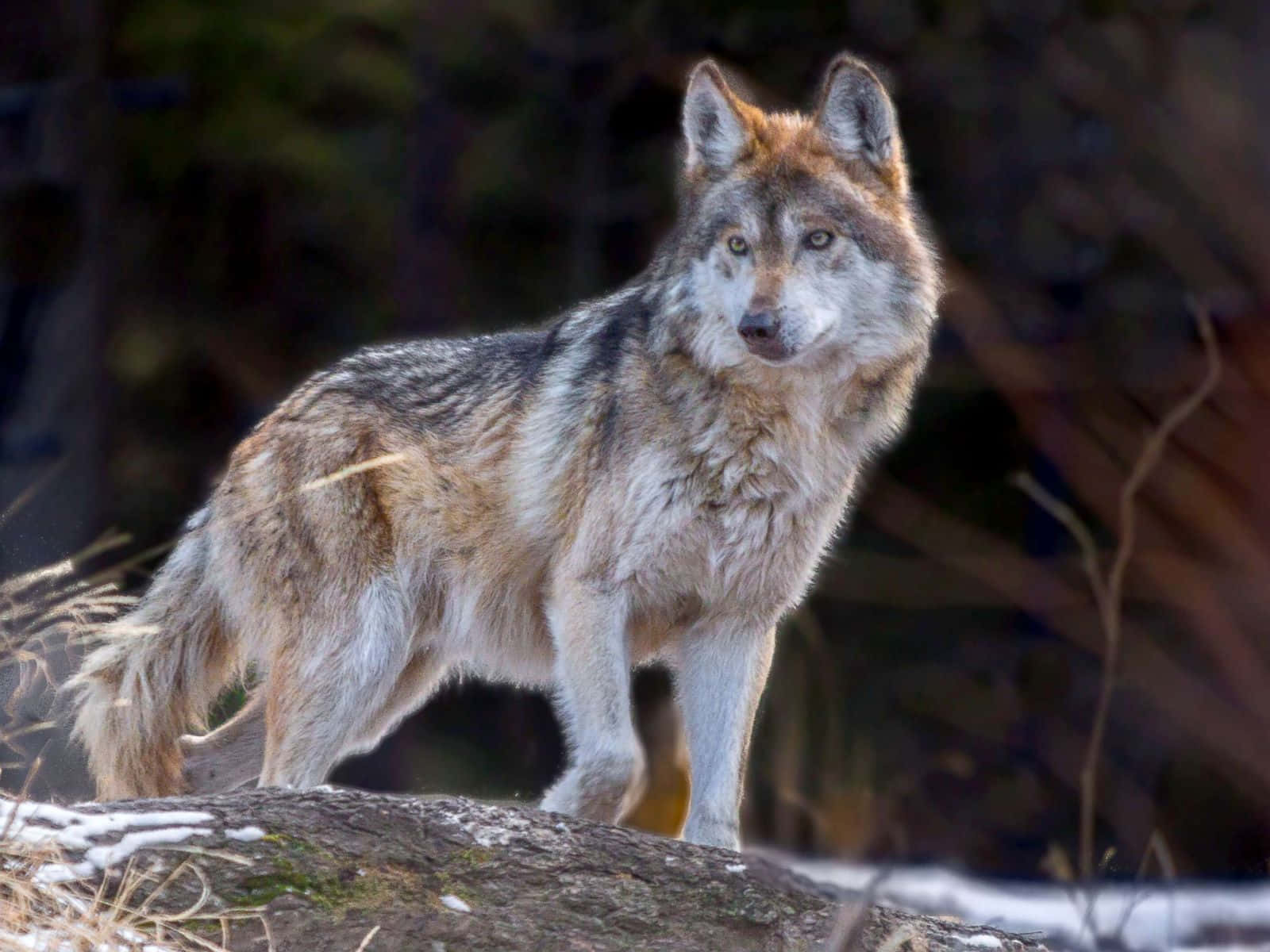Mexican Wolf 桌布 壁紙 — 一頭孤獨的狼站在森林中積雪的圓木上，柔和的金色光線突顯其濃密的毛髮。