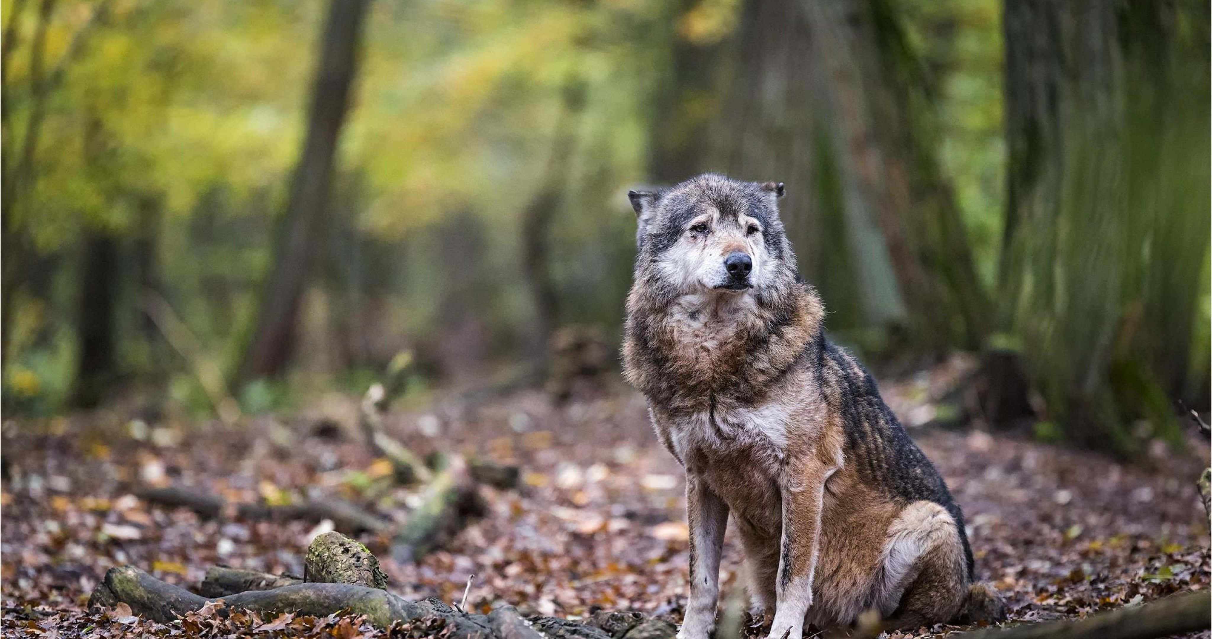 Wolf In Forest 桌布 壁紙 — 一頭孤獨的狼警覺地坐在陽光斑駁的秋日森林中，周圍有落葉和長滿苔蘚的樹根。