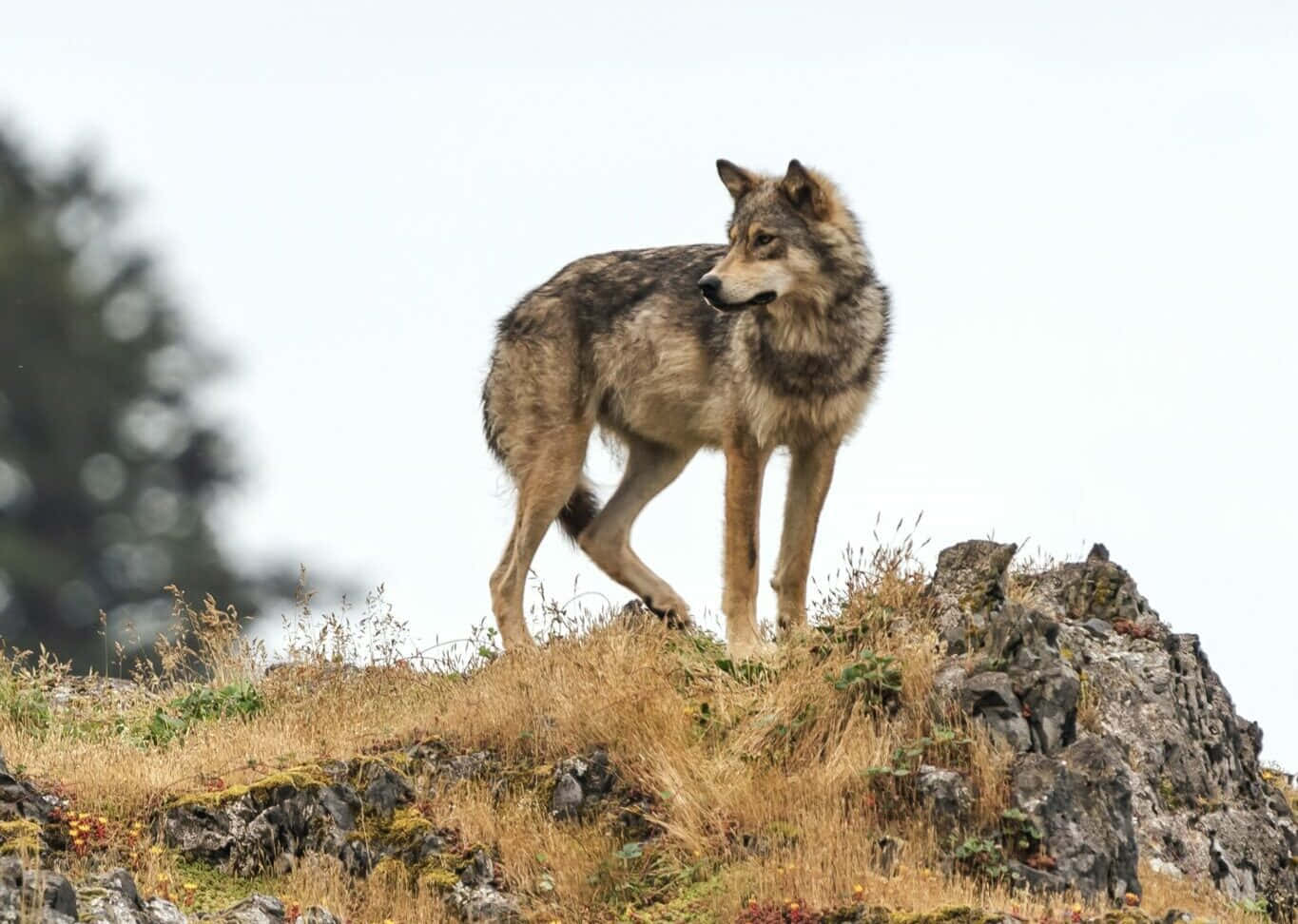 Wolf In Mountains 桌布 壁紙 — 一頭孤獨的狼警覺地站在岩石山坡上，周圍有乾草和模糊的樹木，天空多雲。