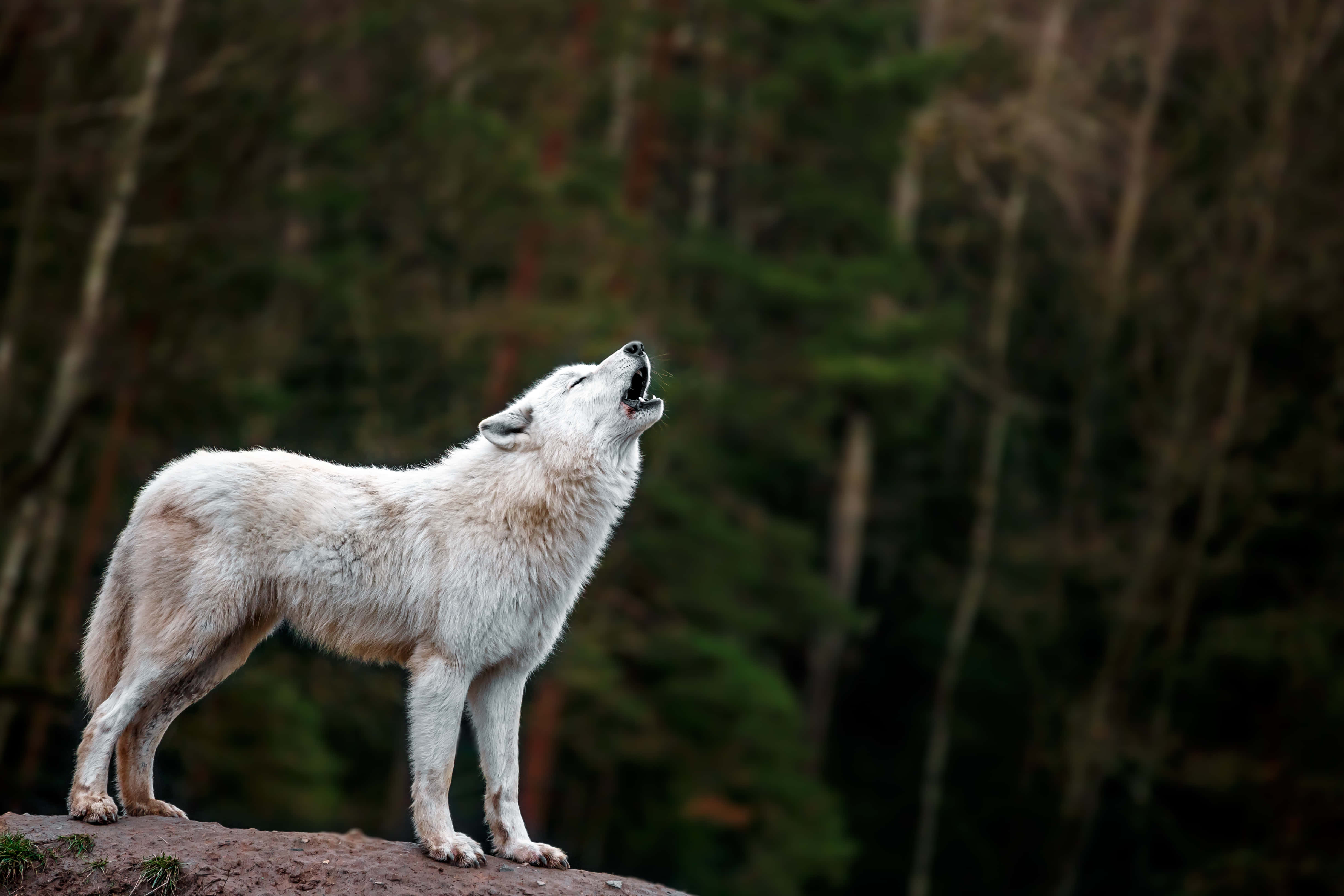 Arctic Wolf 桌布 壁紙 — 一頭孤獨的白狼站在岩石露頭上，對著森林荒野嚎叫。