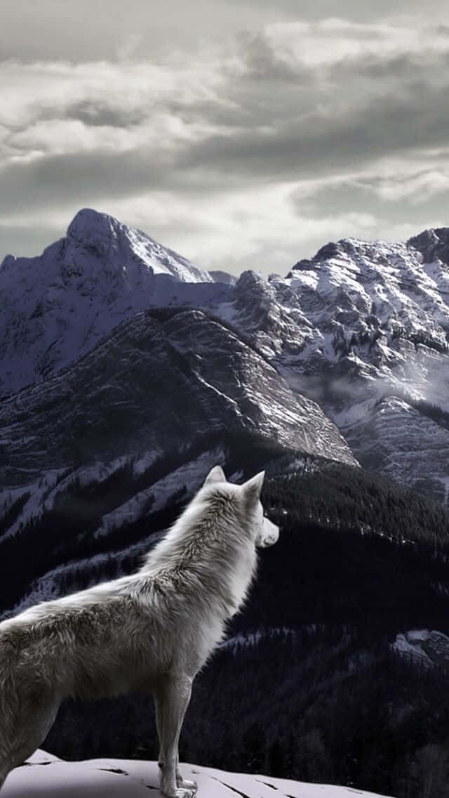 Wolf In Mountains 桌布 壁紙 — 一頭孤獨的白狼站在白雪覆蓋的山脊上，俯瞰著多雲天空下廣闊的冬季景觀。