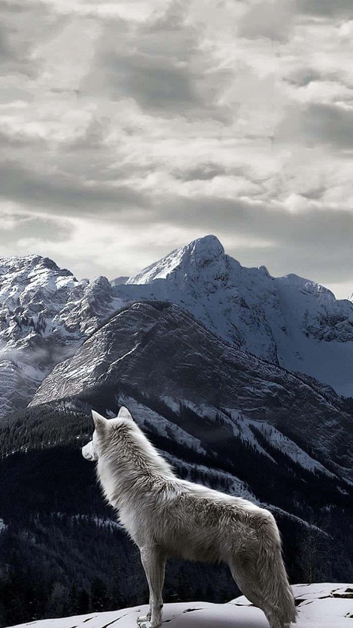 Wolf In Mountains 桌布 壁紙 — 一頭孤獨的白狼站在白雪覆蓋的山脊上，俯瞰著陰天下一片廣闊的雪山山脈。