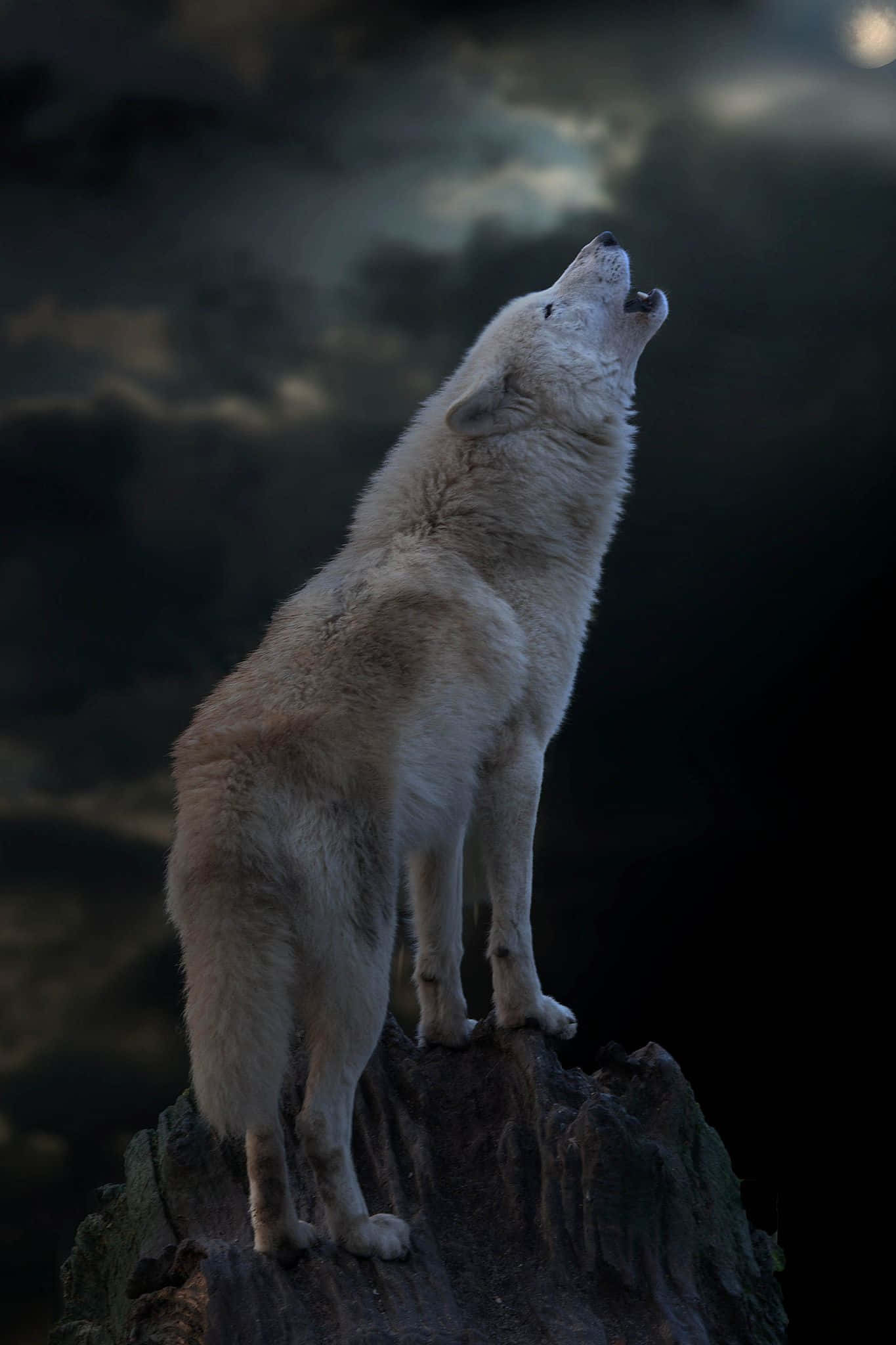 Howling Wolf 桌布 壁紙 — 一頭孤獨的白狼站在長滿苔蘚的樹樁上，對著佈滿戲劇性雲彩的暮色天空嚎叫。