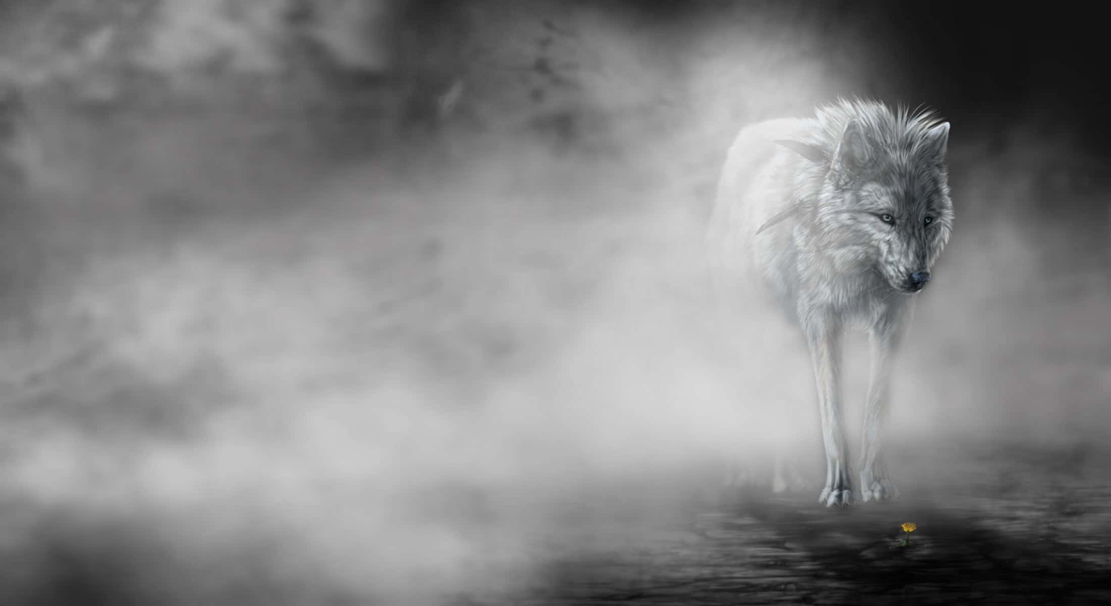Mystical Wolf 桌布 壁紙 — 一頭孤獨的白狼站在霧氣瀰漫的水中，腳邊有一朵發光的黃色花朵。