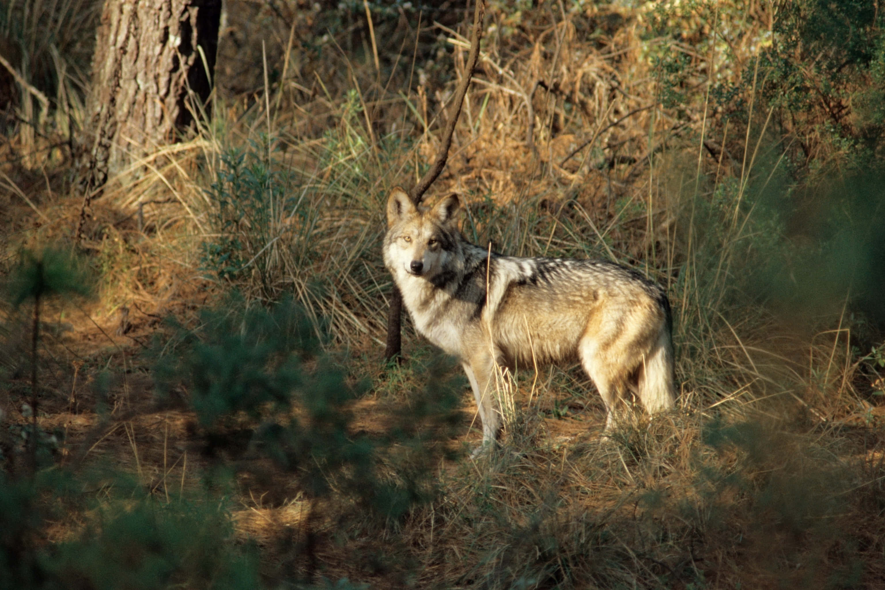 Wolf In Forest 桌布 壁紙 — 一頭孤獨的郊狼在午後金黃色的光線中，於乾草和松樹間保持警覺。