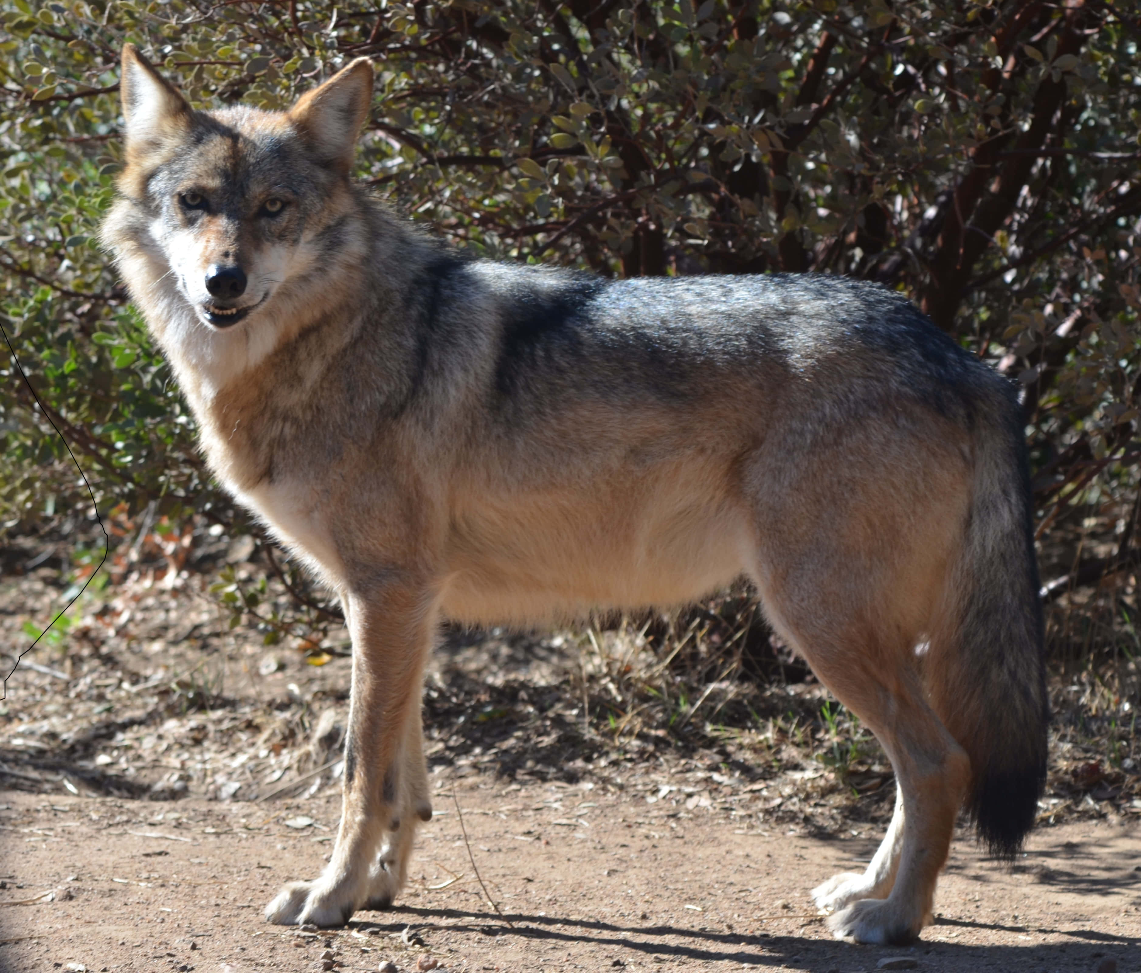 Mexican Wolf 桌布 壁紙 — 一頭孤獨的郊狼在陽光照耀的土地上警覺地站著，周圍是乾燥的灌木叢和斑駁的陰影。