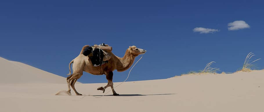 Desert 桌布 壁紙 — 一頭孤獨的駱駝帶著鞍，在廣闊清澈的藍天和稀疏雲朵下，大步走過金色沙丘。
