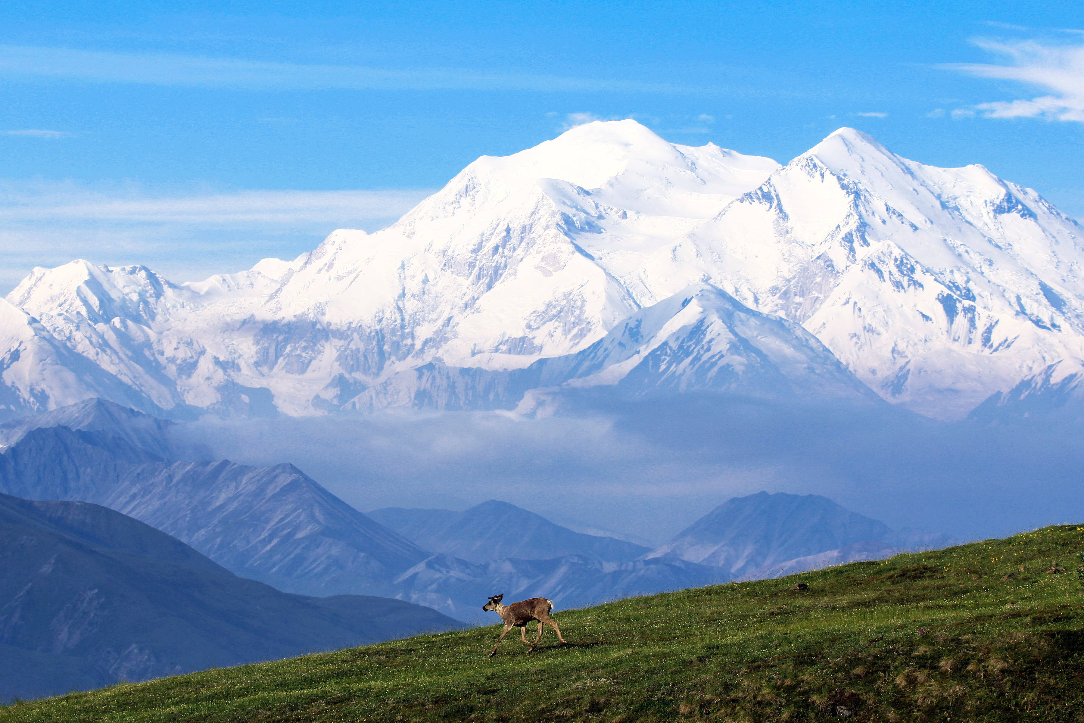 山景 桌布 壁紙 — 一頭孤獨的鹿在陽光照耀的綠色山坡上吃草，背後是雄偉的雪山山脈，在清澈的藍天下聳立。