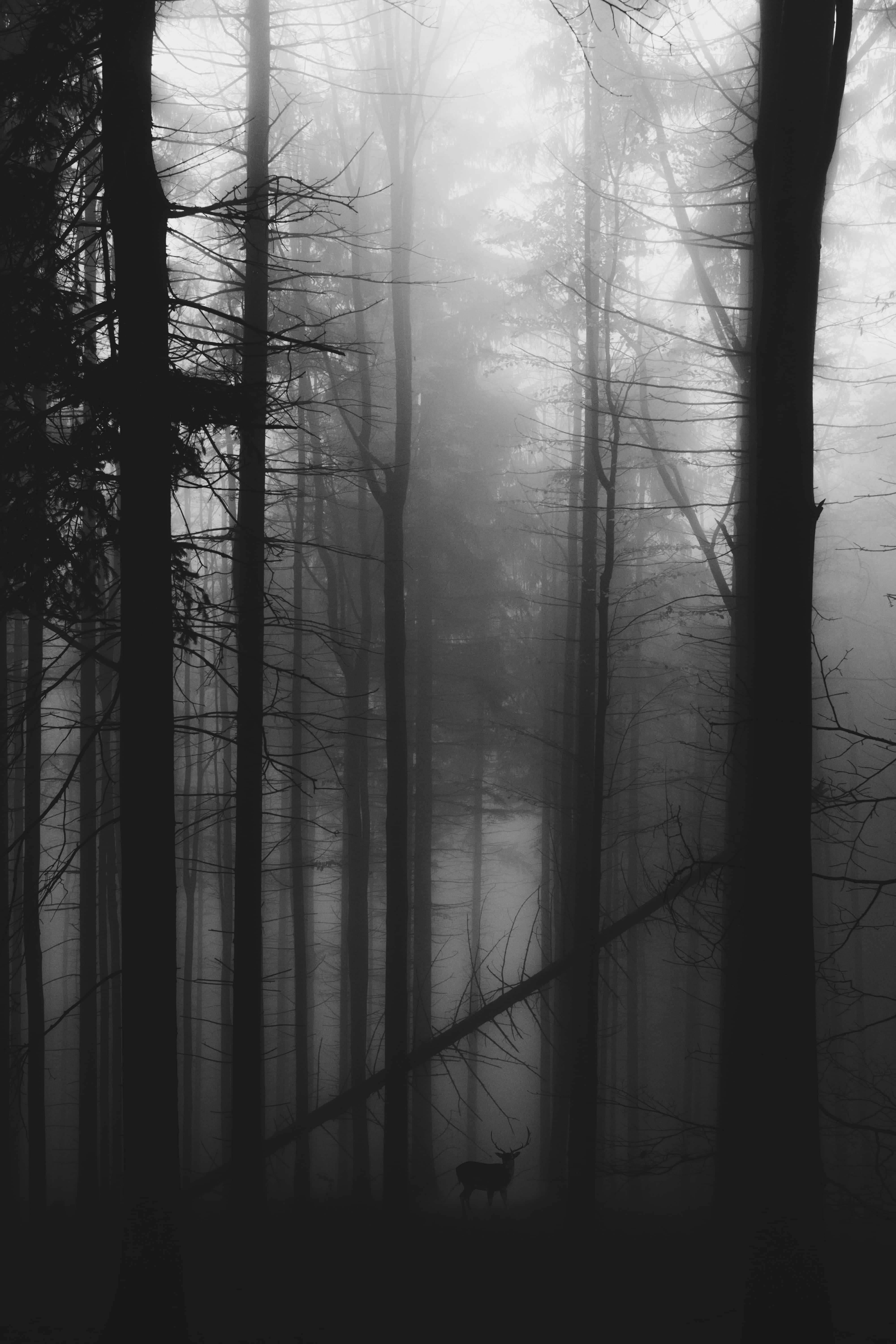 Gloomy 桌布 壁紙 — 一頭孤獨的鹿在霧氣瀰漫的森林中呈現剪影，周圍是高聳的禿樹，色調單一。