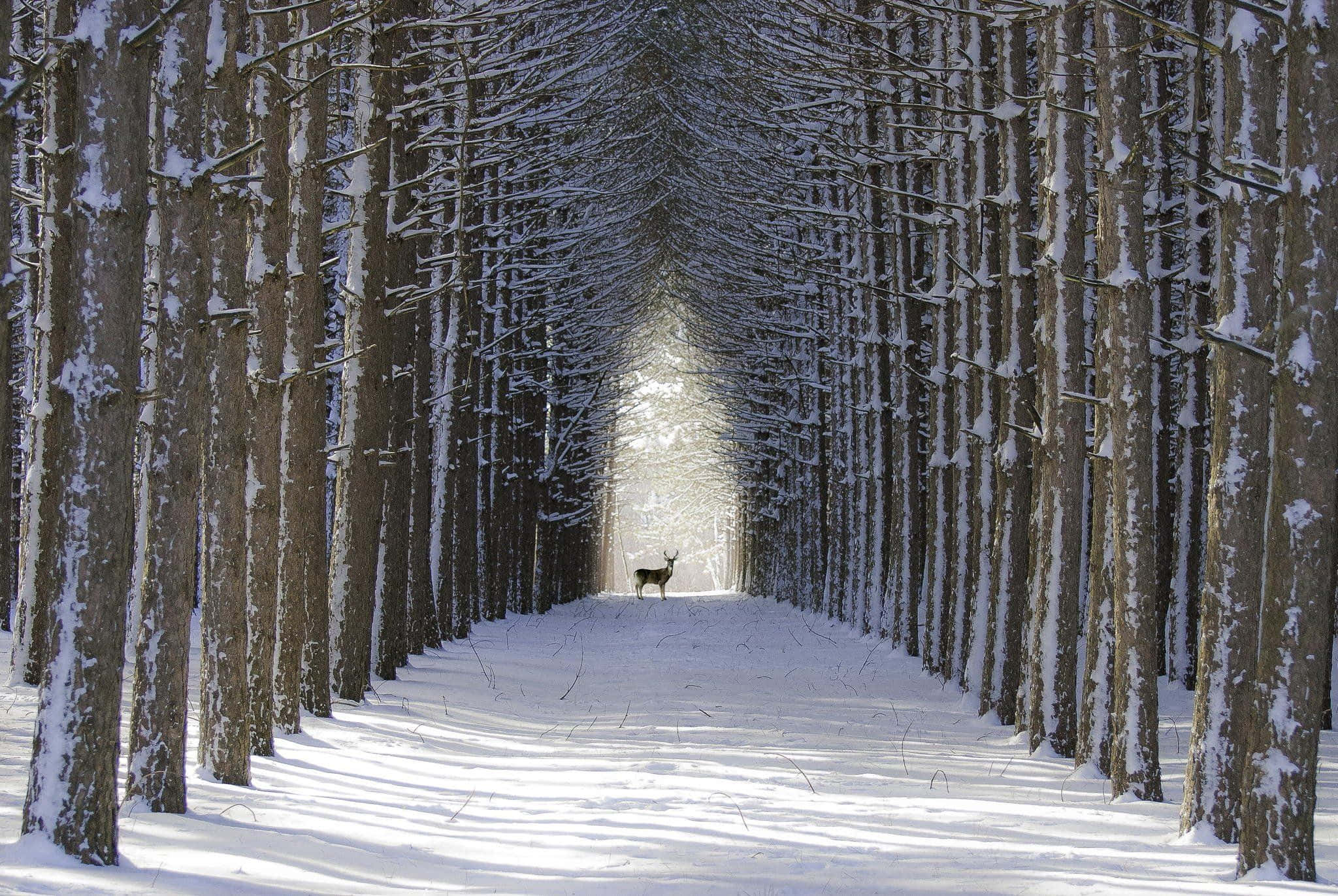 Beautiful Winter 桌布 壁紙 — 一頭孤獨的鹿站在白雪覆蓋的森林小徑上，兩旁是高聳的樹木，在明亮的冬日陽光下。