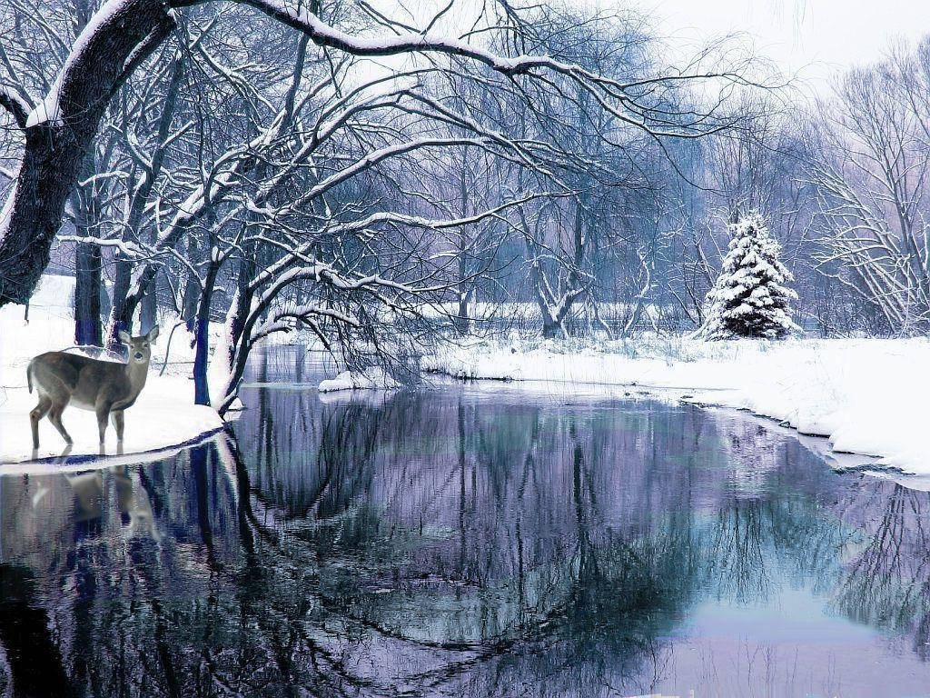  壁紙 — 一頭孤獨的鹿站在白雪覆蓋的河岸邊，光禿的樹木倒映在冬日天空下平靜的水面上。