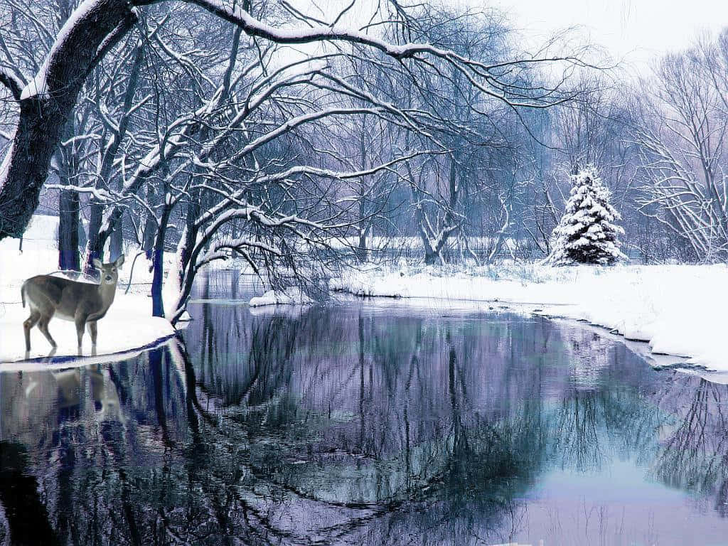 冬季場景 桌布 壁紙 — 一頭孤獨的鹿站在雪覆蓋的河岸上，光禿的冬日樹木下，它們的倒影映在平靜的水面上。