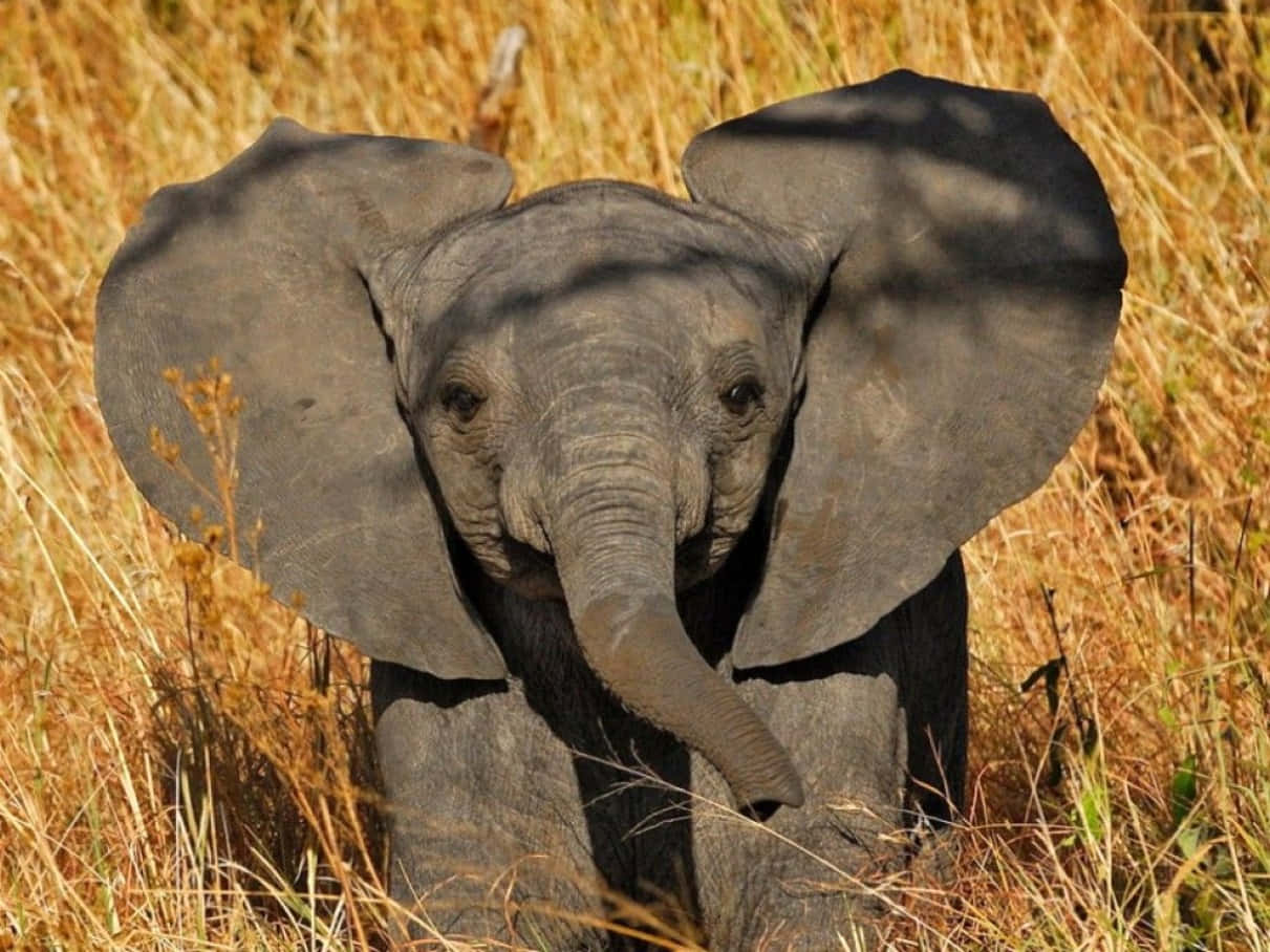 Cute Elephant 桌布 壁紙 — 一頭小象張開大耳，站在高高的金色草叢中，陽光燦爛，投下葉影。