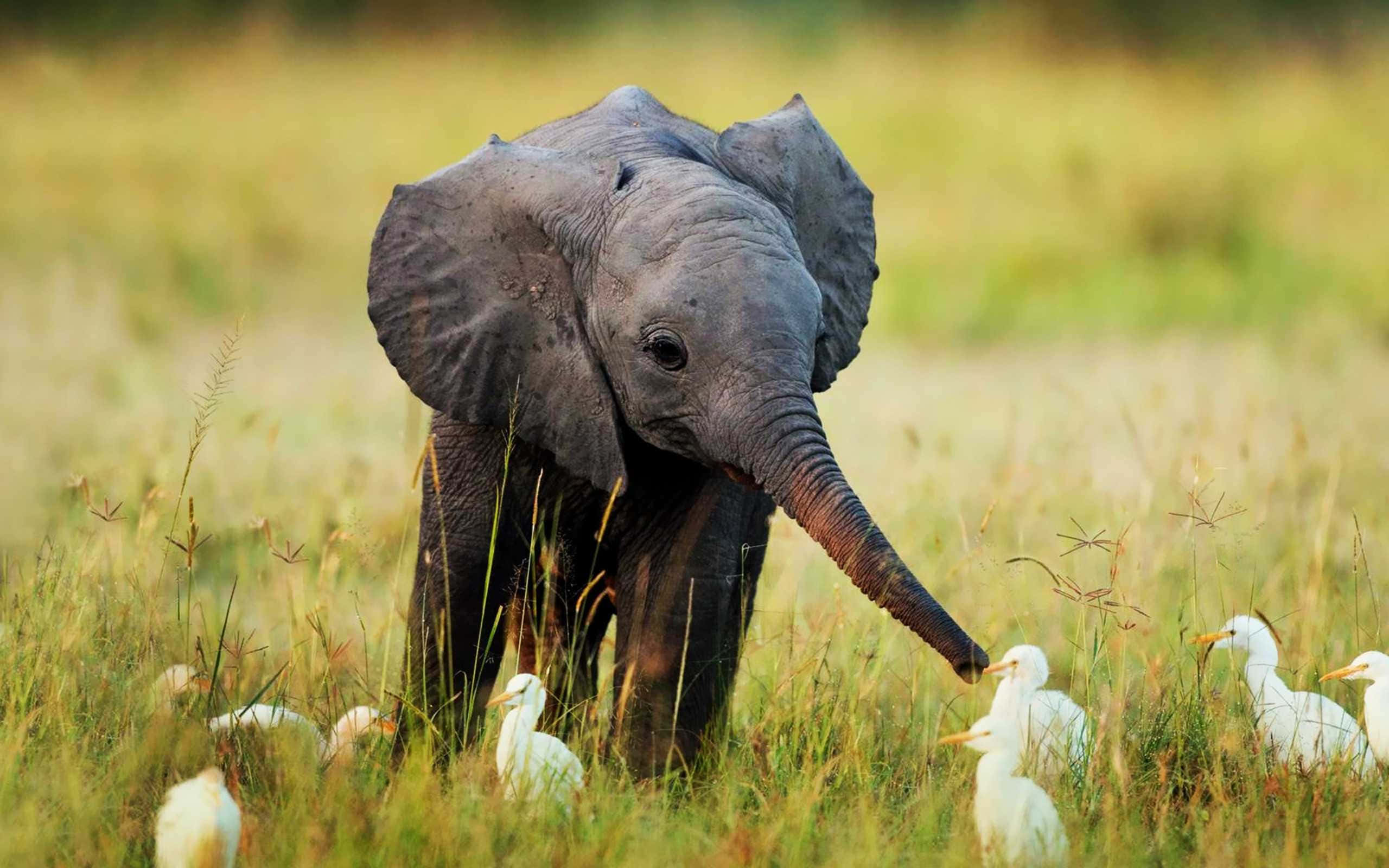 Cute Baby Animal 桌布 壁紙 — 一頭小象站在高高的金色草叢中，輕輕地與腳邊的白鳥互動。