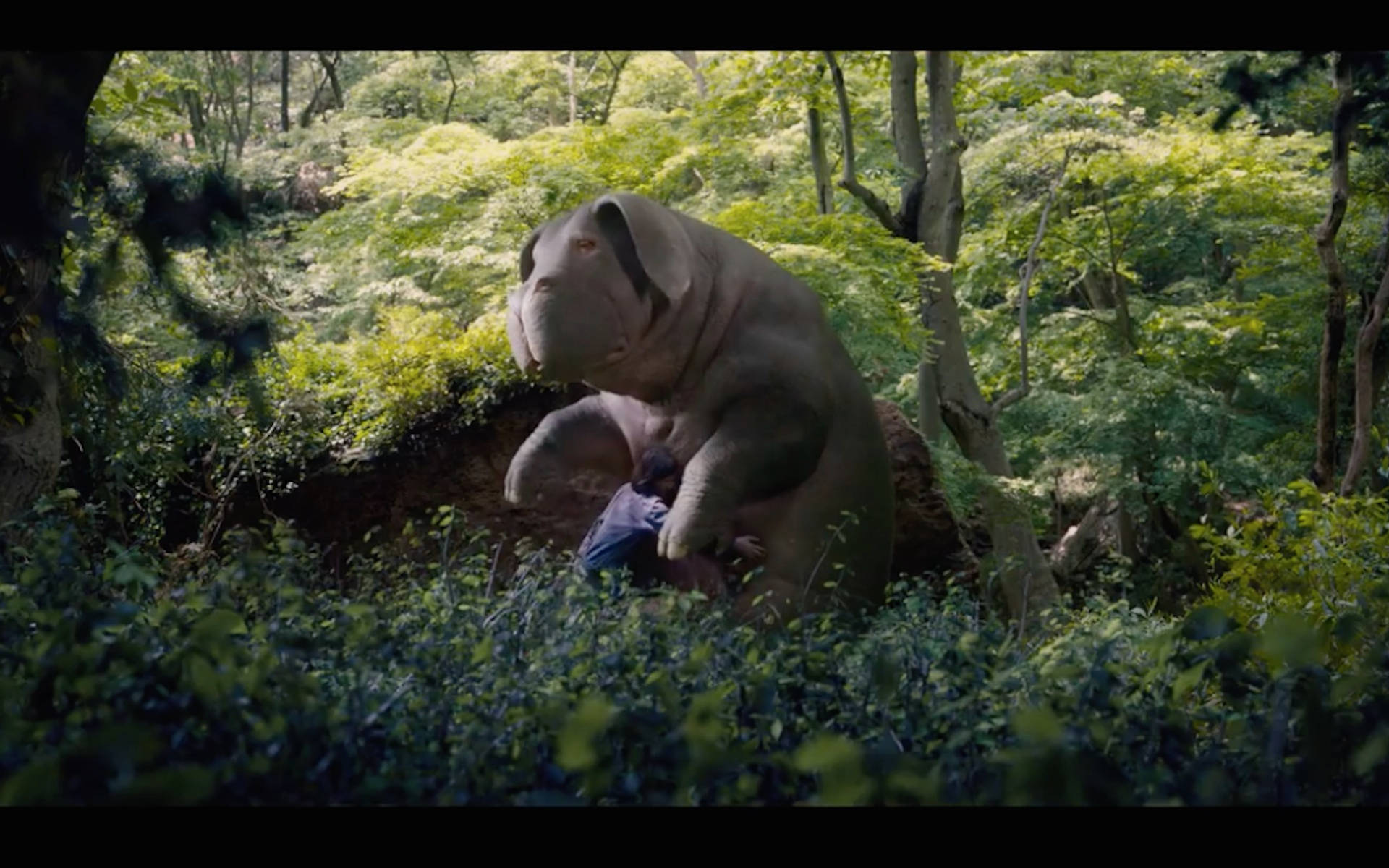 okja 桌布 壁紙 — 一頭巨大、長滿苔蘚的大象在陽光明媚、樹葉茂密的森林空地中輕輕搖晃著一個小孩。