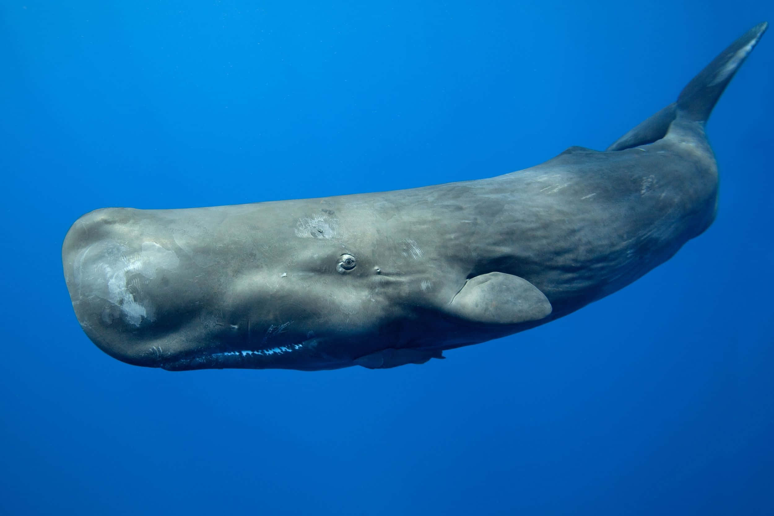 Sperm Whale 桌布 壁紙 — 一頭巨大的抹香鯨在深藍色海洋中滑行，其獨特的圓形頭部和小眼睛清晰可見。