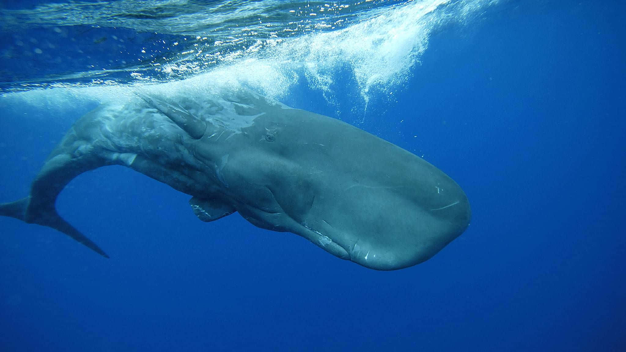 Sperm Whale 桌布 壁紙 — 一頭巨大的抹香鯨在陽光照射的深藍色海洋水面附近滑行，身後留下氣泡。