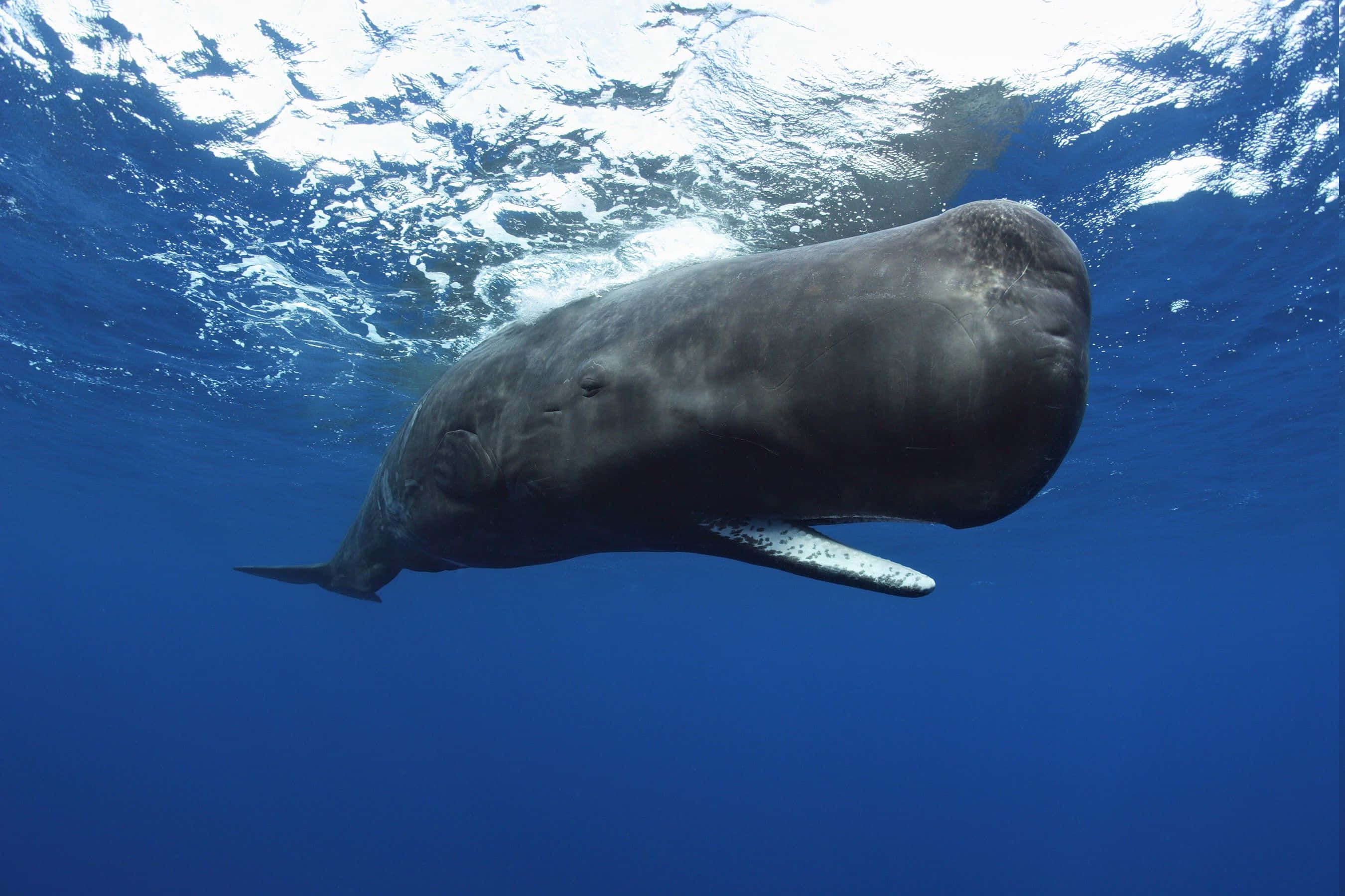 Sperm Whale 桌布 壁紙 — 一頭巨大的抹香鯨在陽光照耀的海面下，優雅地滑過深藍色的海水。