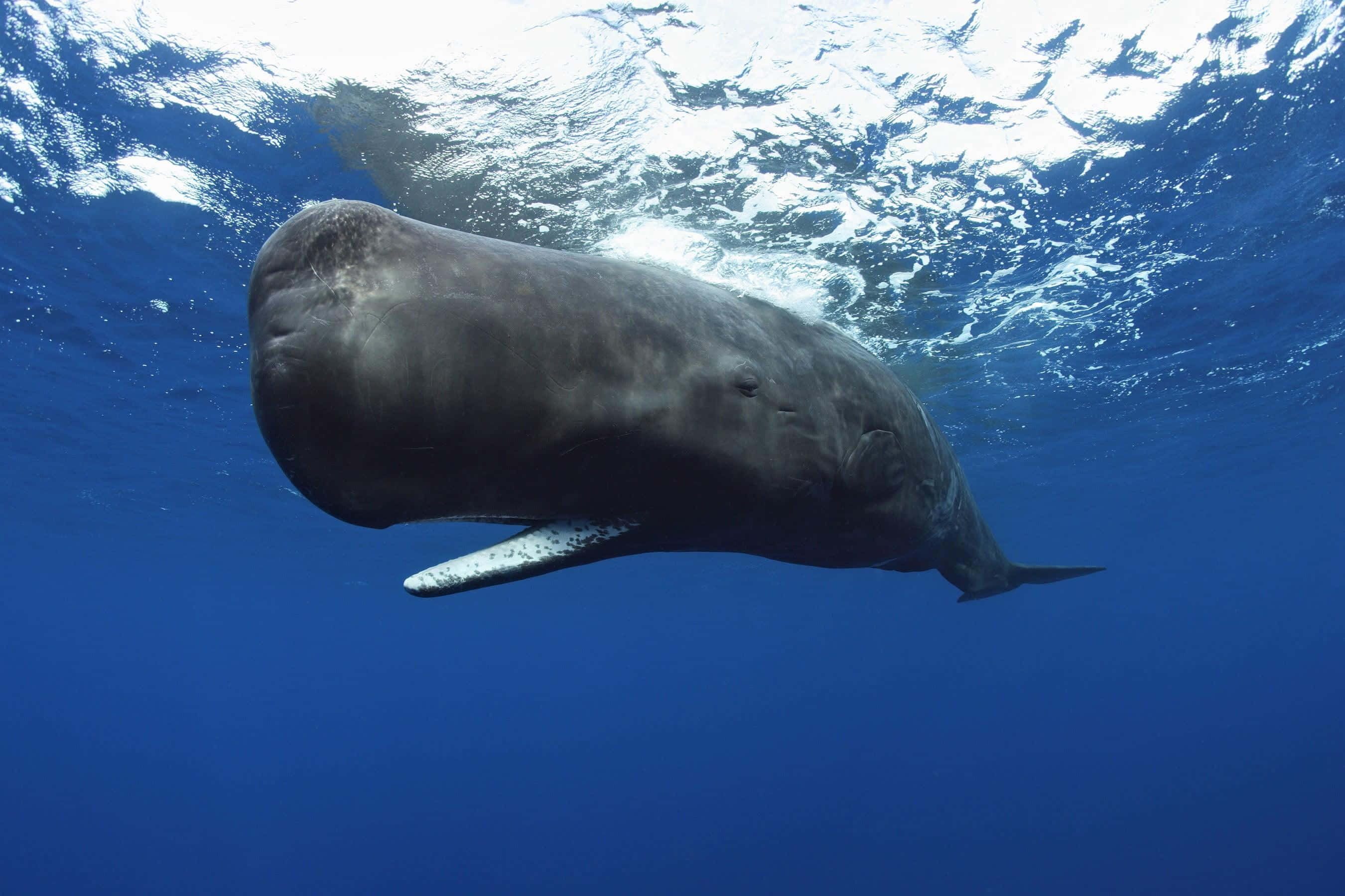 blue whale 桌布 壁紙 — 一頭巨大的抹香鯨在陽光照耀的海面下，優雅地滑過深藍色的海水。