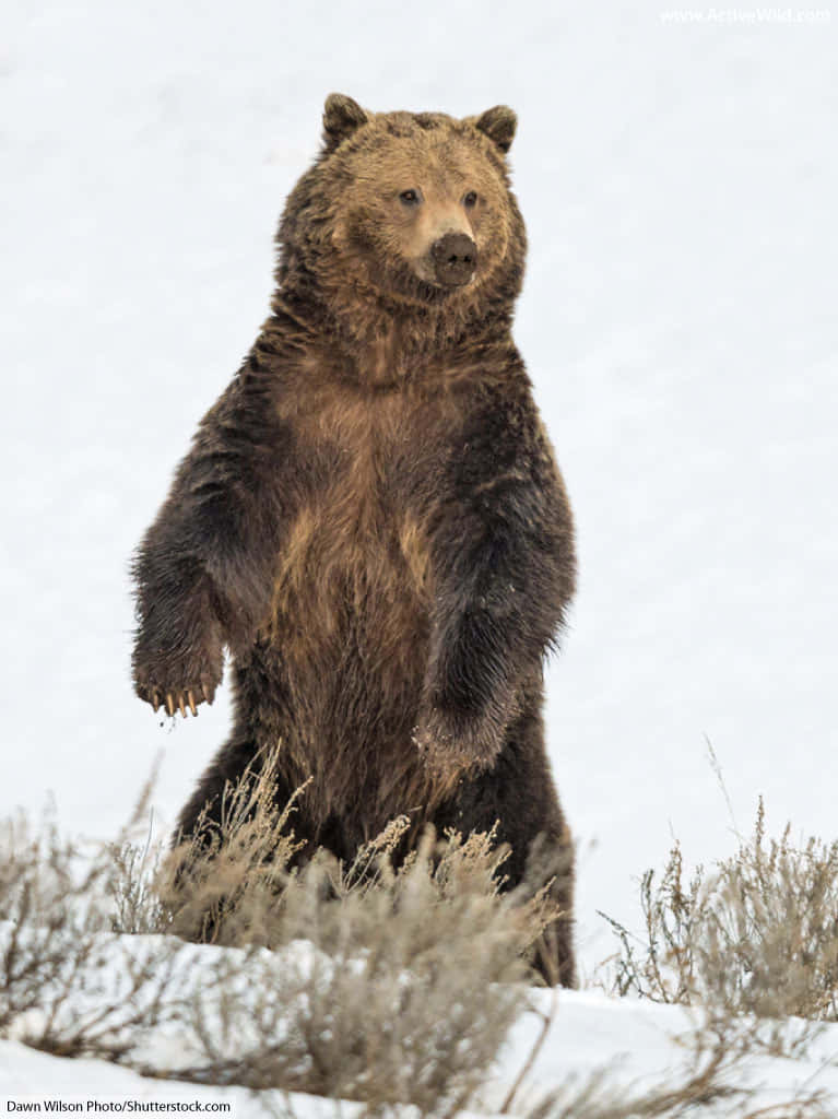 Brown Bears 桌布 壁紙 — 一頭巨大的棕熊在深雪中直立，周圍是結霜的灌木，在明亮的冬日天空下。