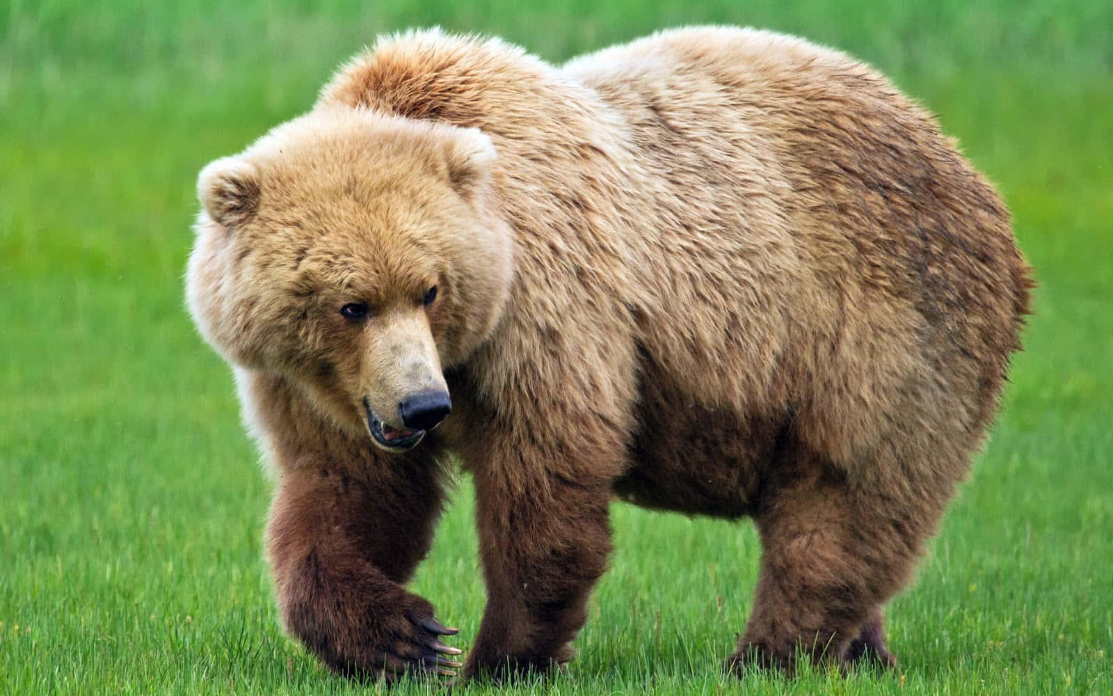 Brown Bear 桌布 壁紙 — 一頭巨大的棕熊帶著強烈的專注力，強而有力地穿過充滿活力的綠草。