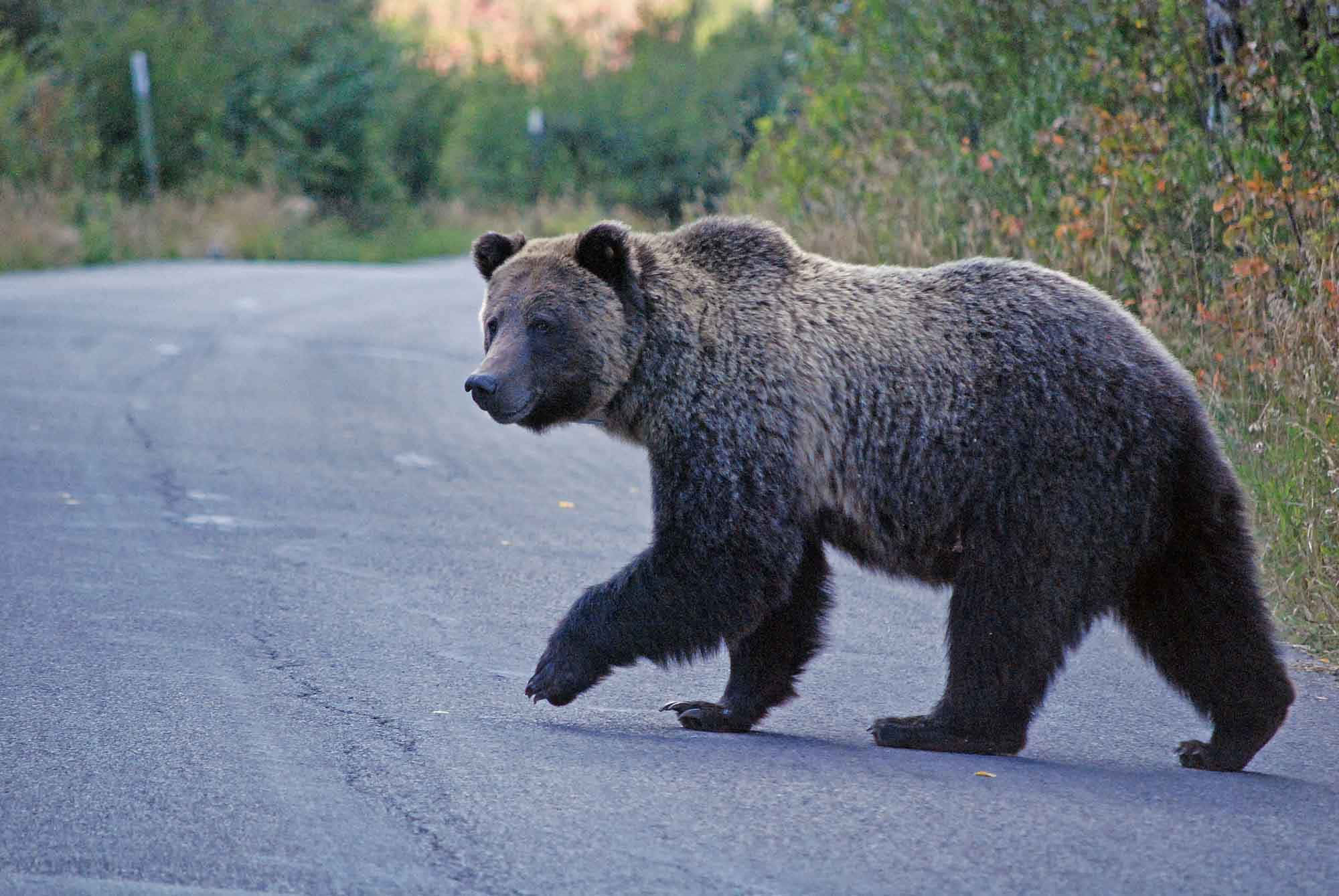 grizzly bear 桌布 壁紙 — 一頭巨大的棕熊自信地走過一條寧靜的柏油路，路旁是茂密的綠色和秋色葉子。